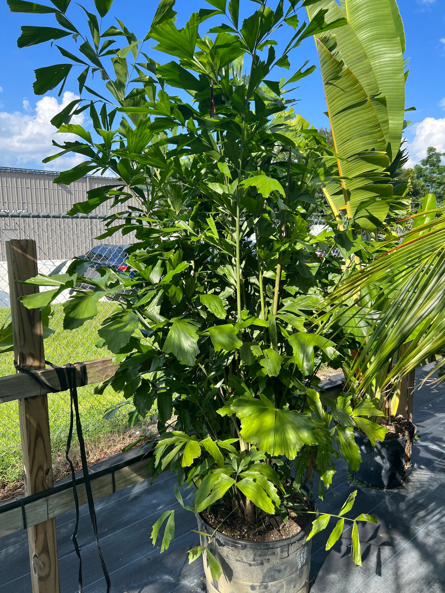 Fishtail Palm