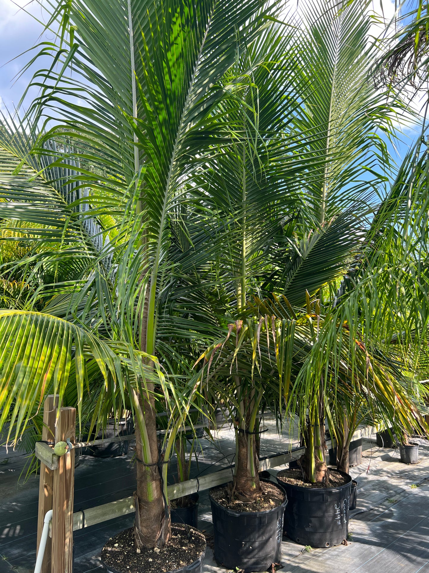 Coconut Palm