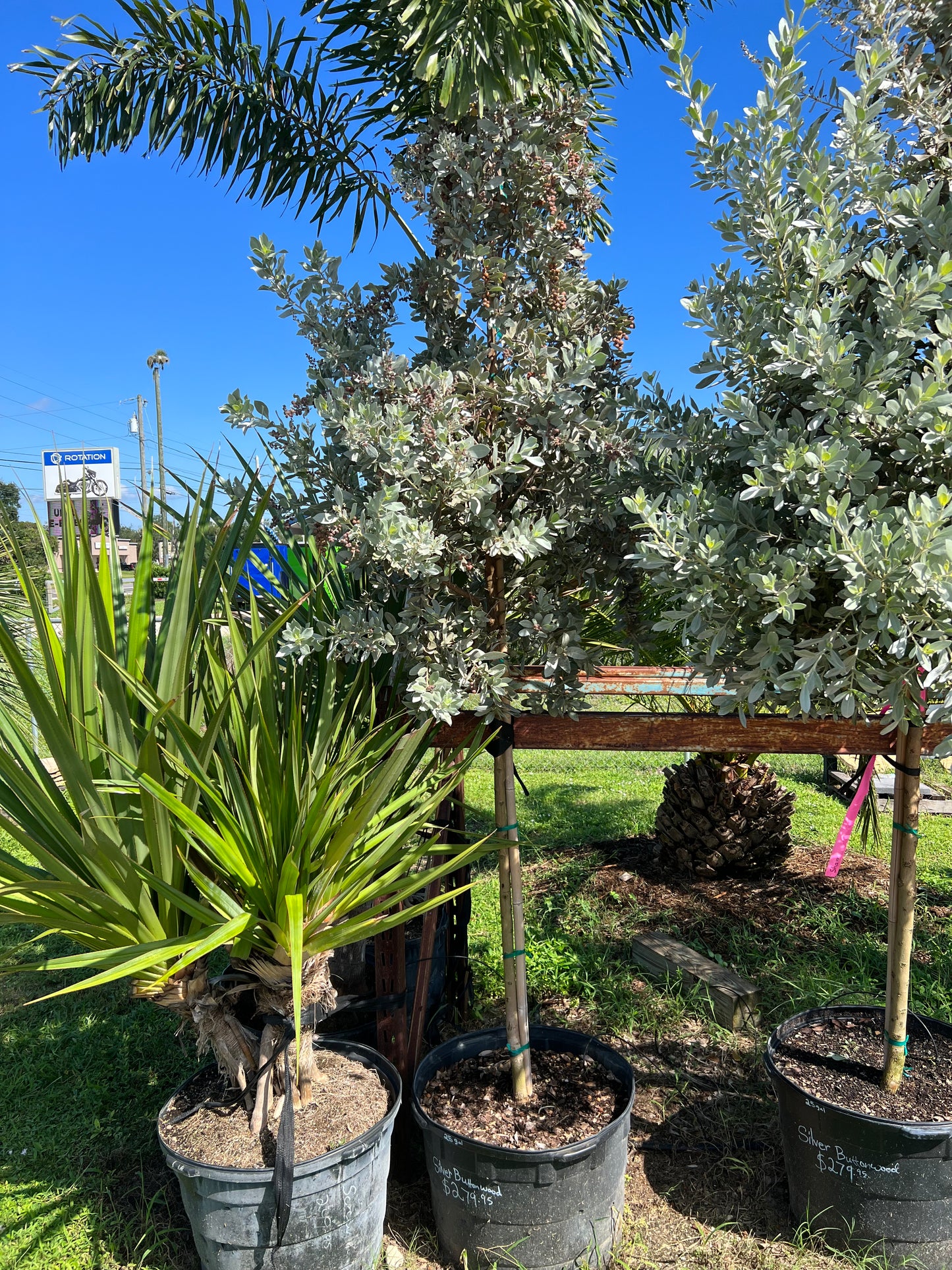 Silver Buttonwood