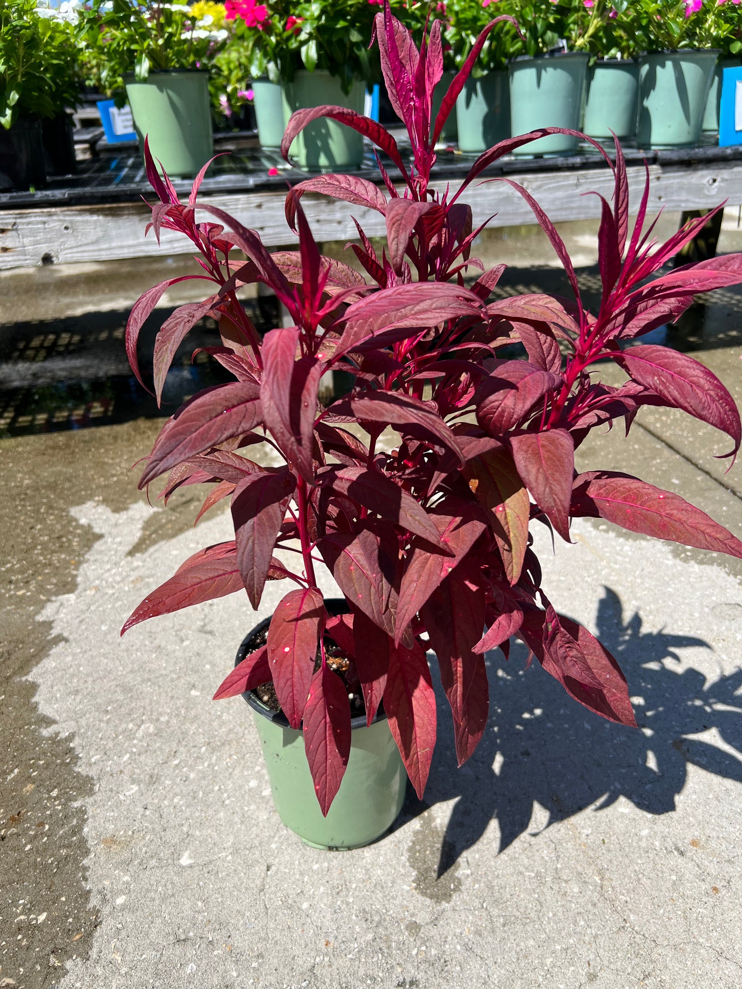 Celosia 1G