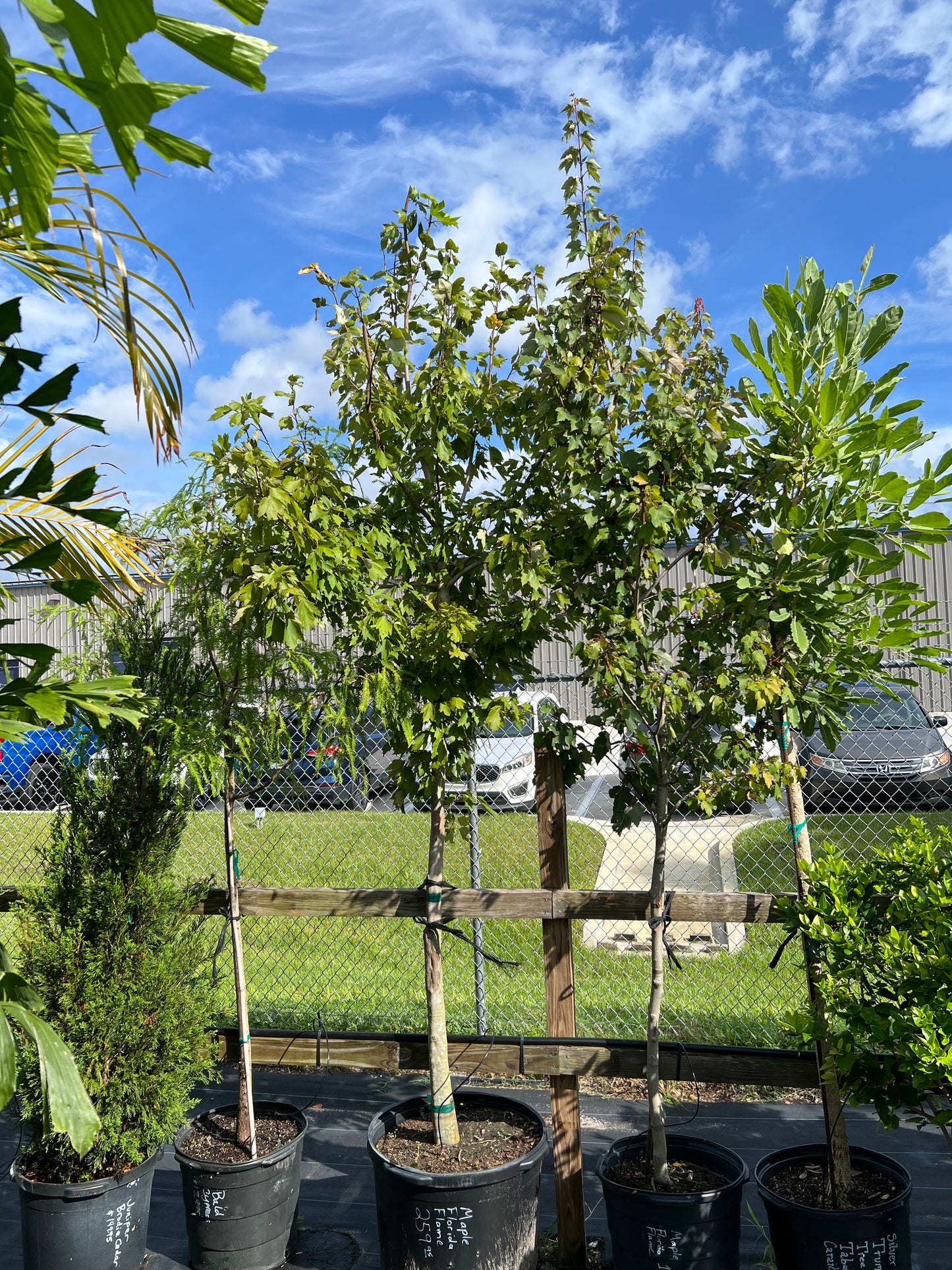 Maple FL Flame Tree