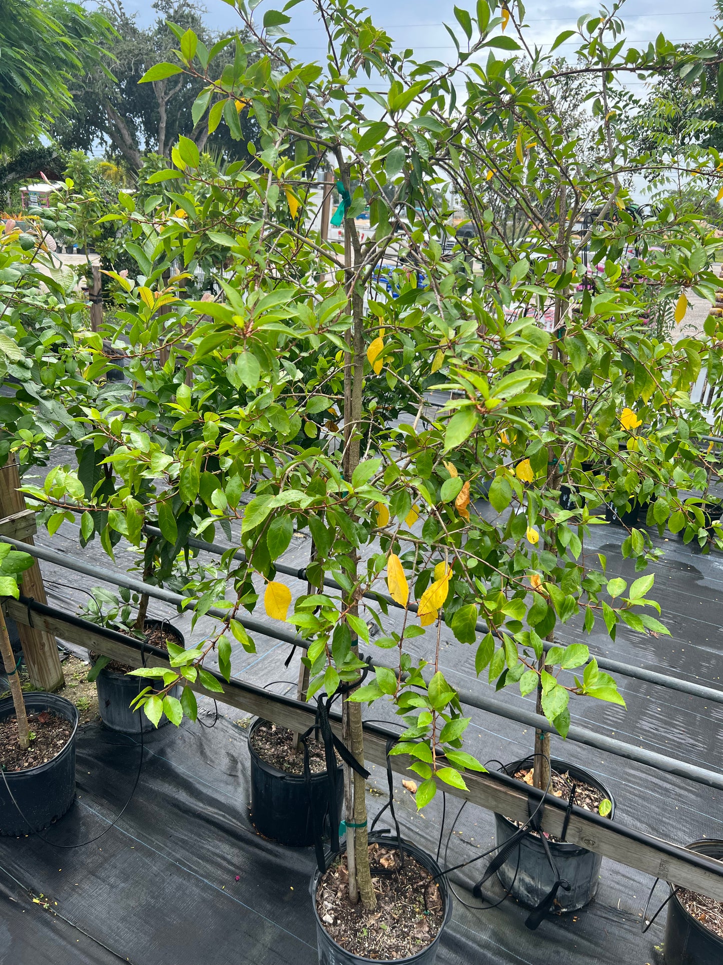 Hibiscus Trees