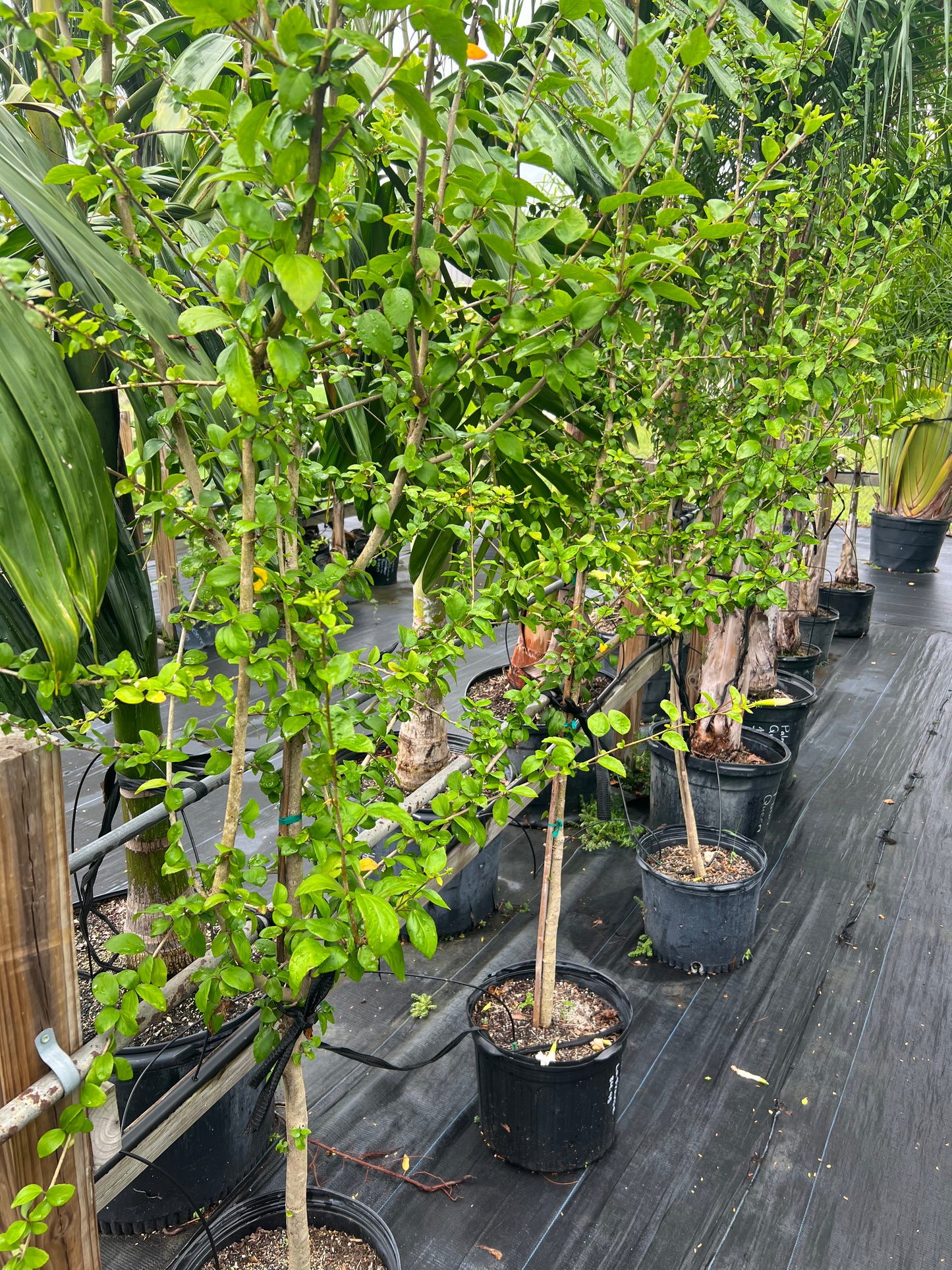 Hibiscus Trees