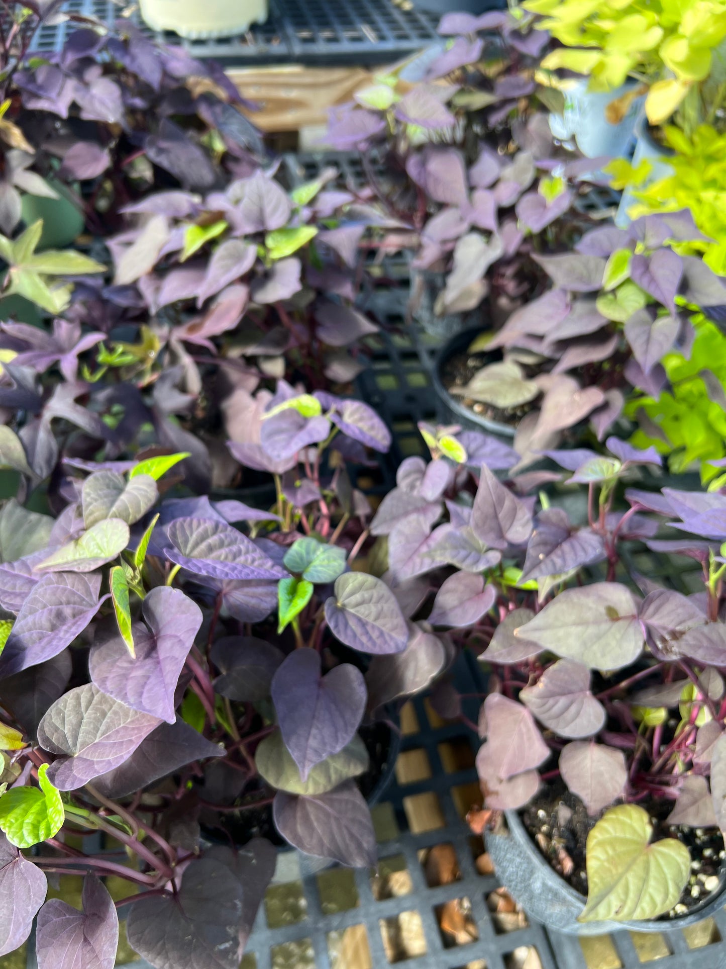 Sweet Potato Vine  (Ipomoea batatas) 1G