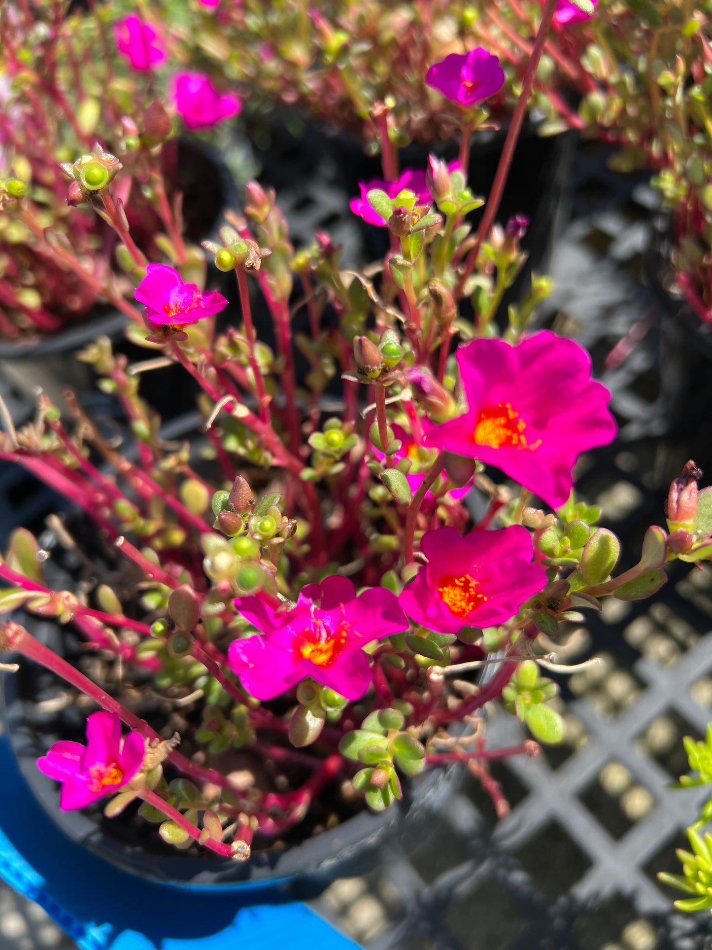 Purslane (oleracea)-1G