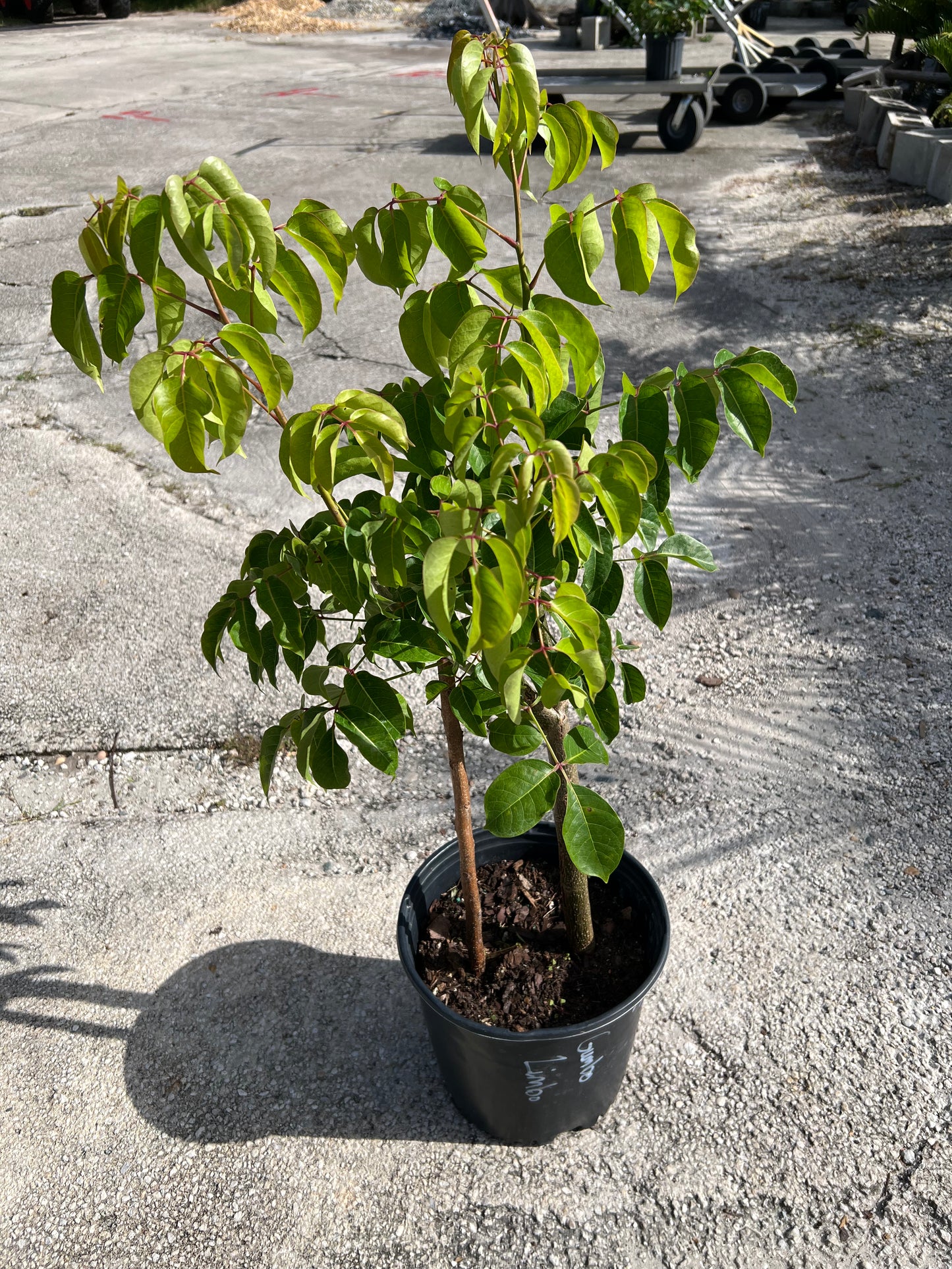 Gumbo Limbo