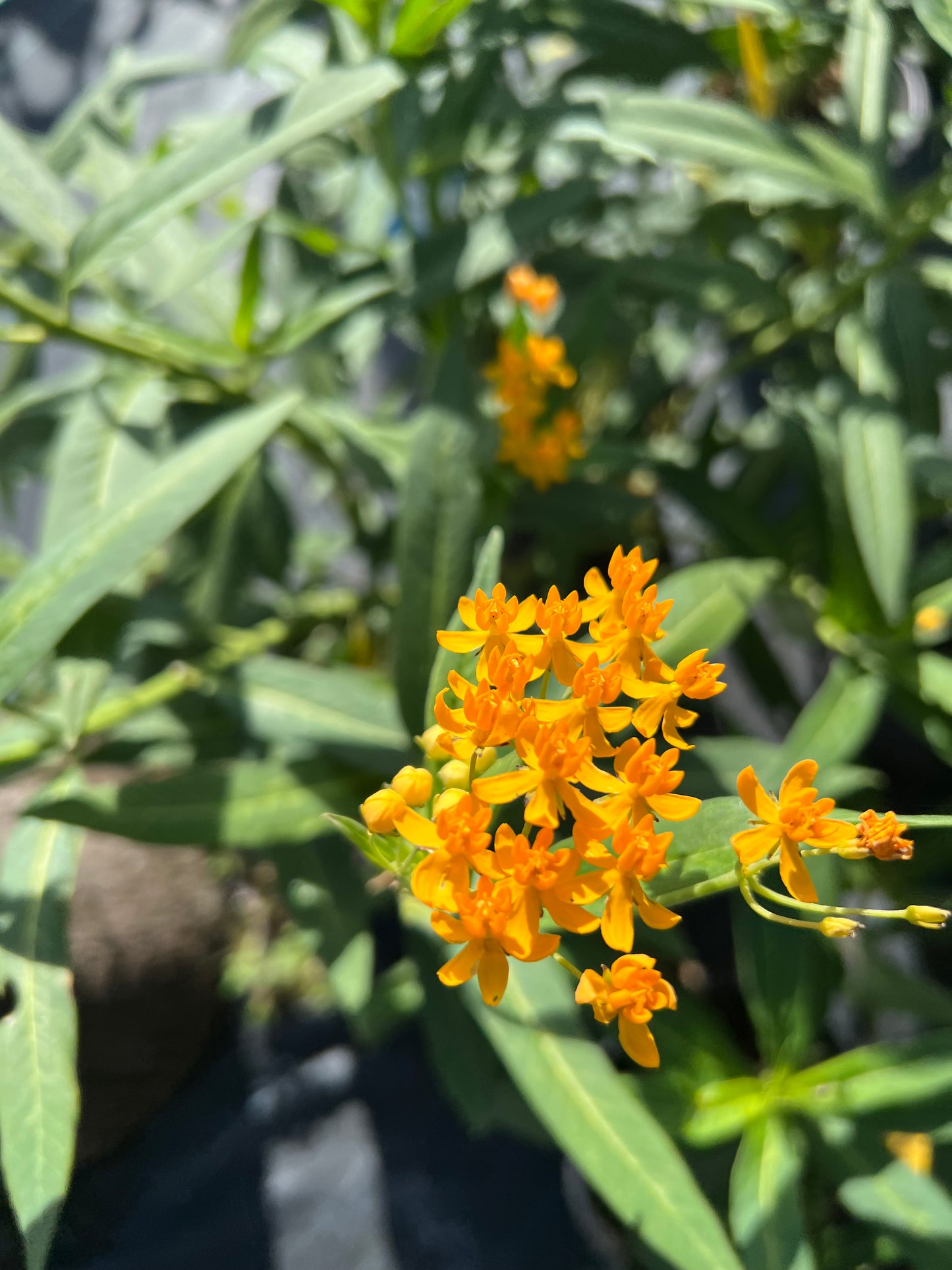 Milkweed Tropical