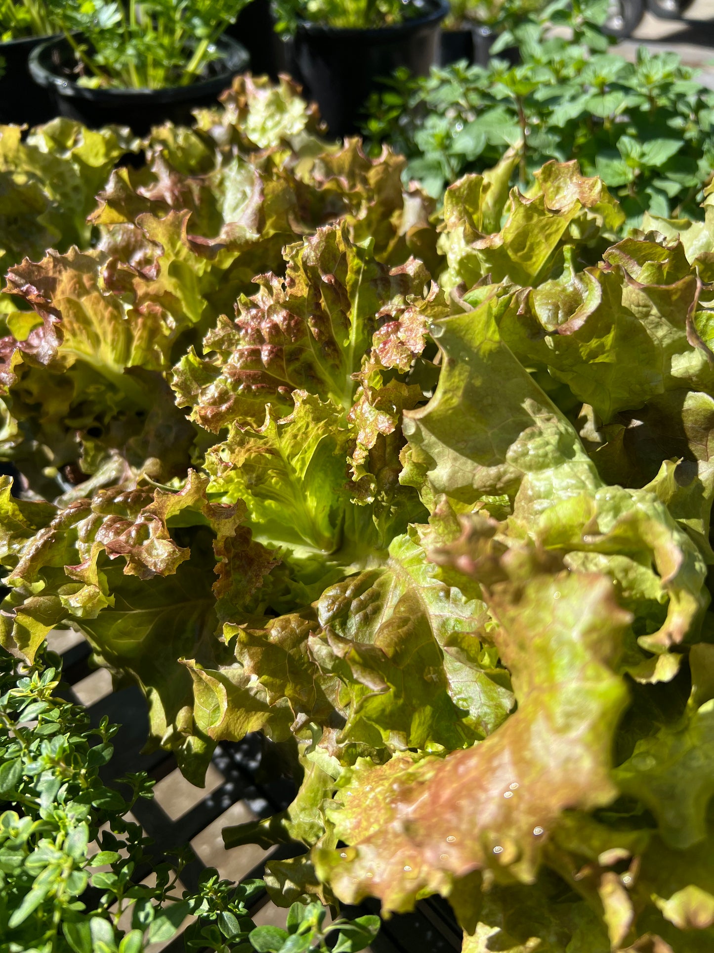 Lettuce New Red Fire 4.3"