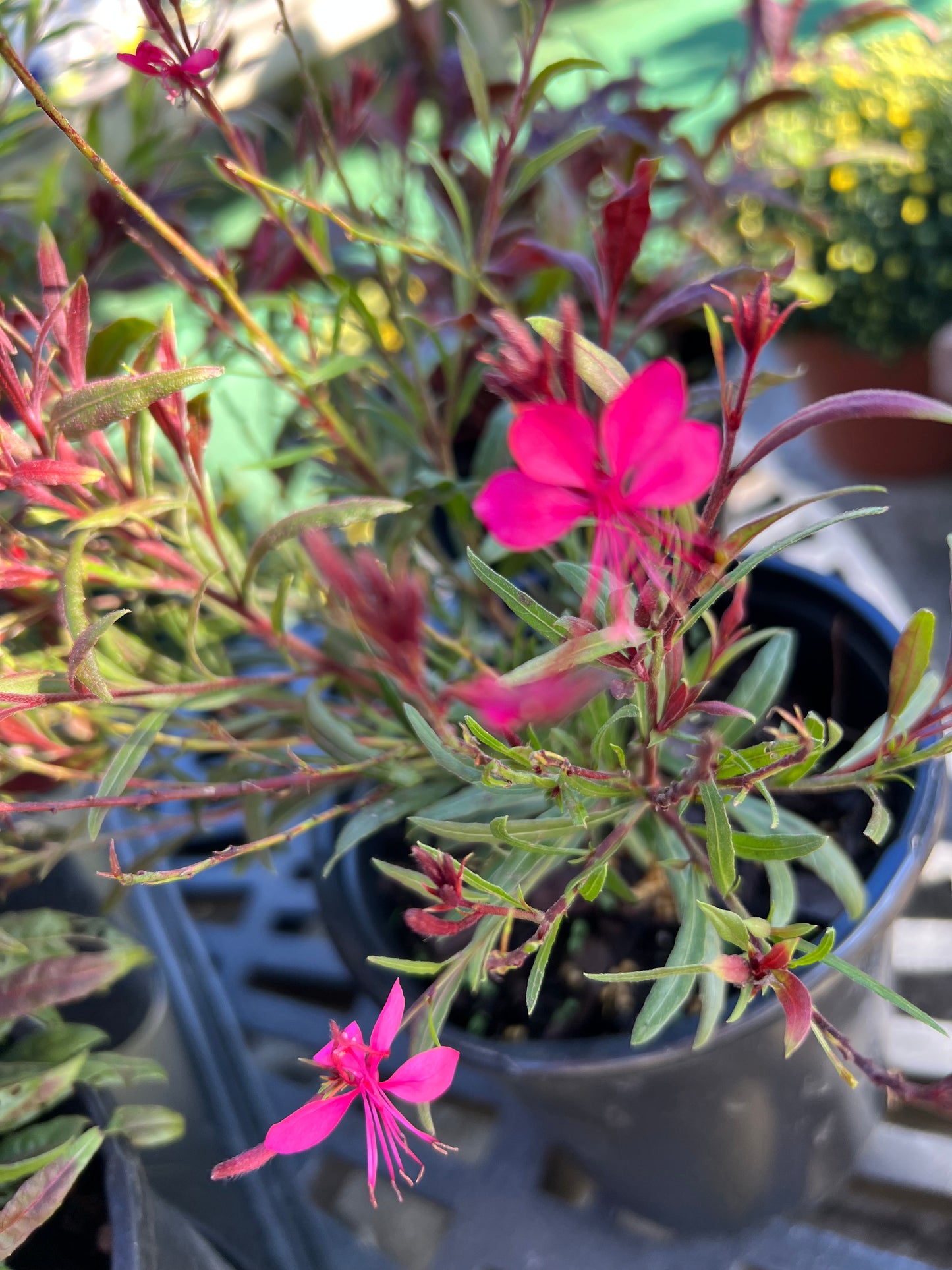 Gaura (Gaura Lindheimeri) 1G