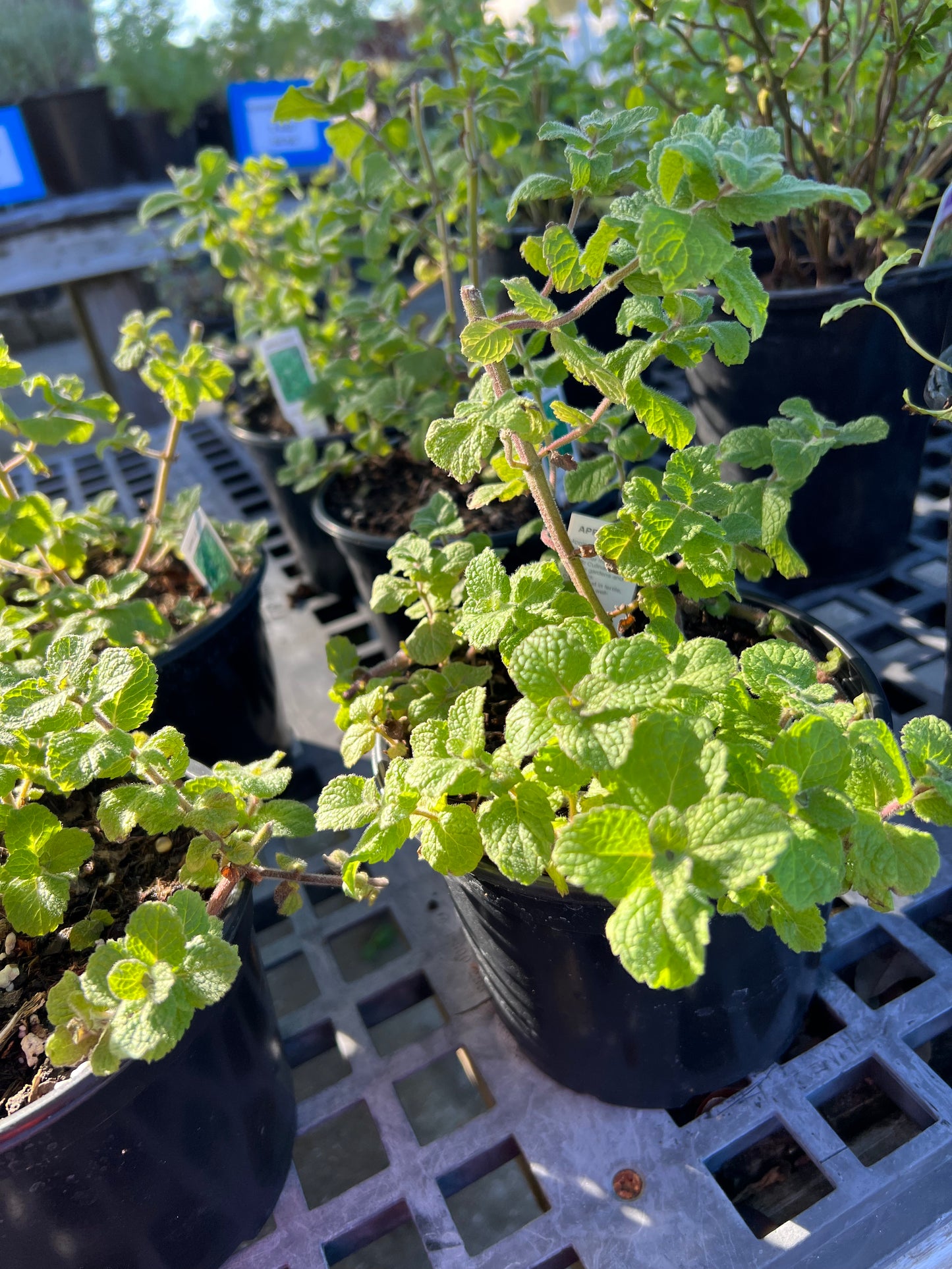 Herb Mint