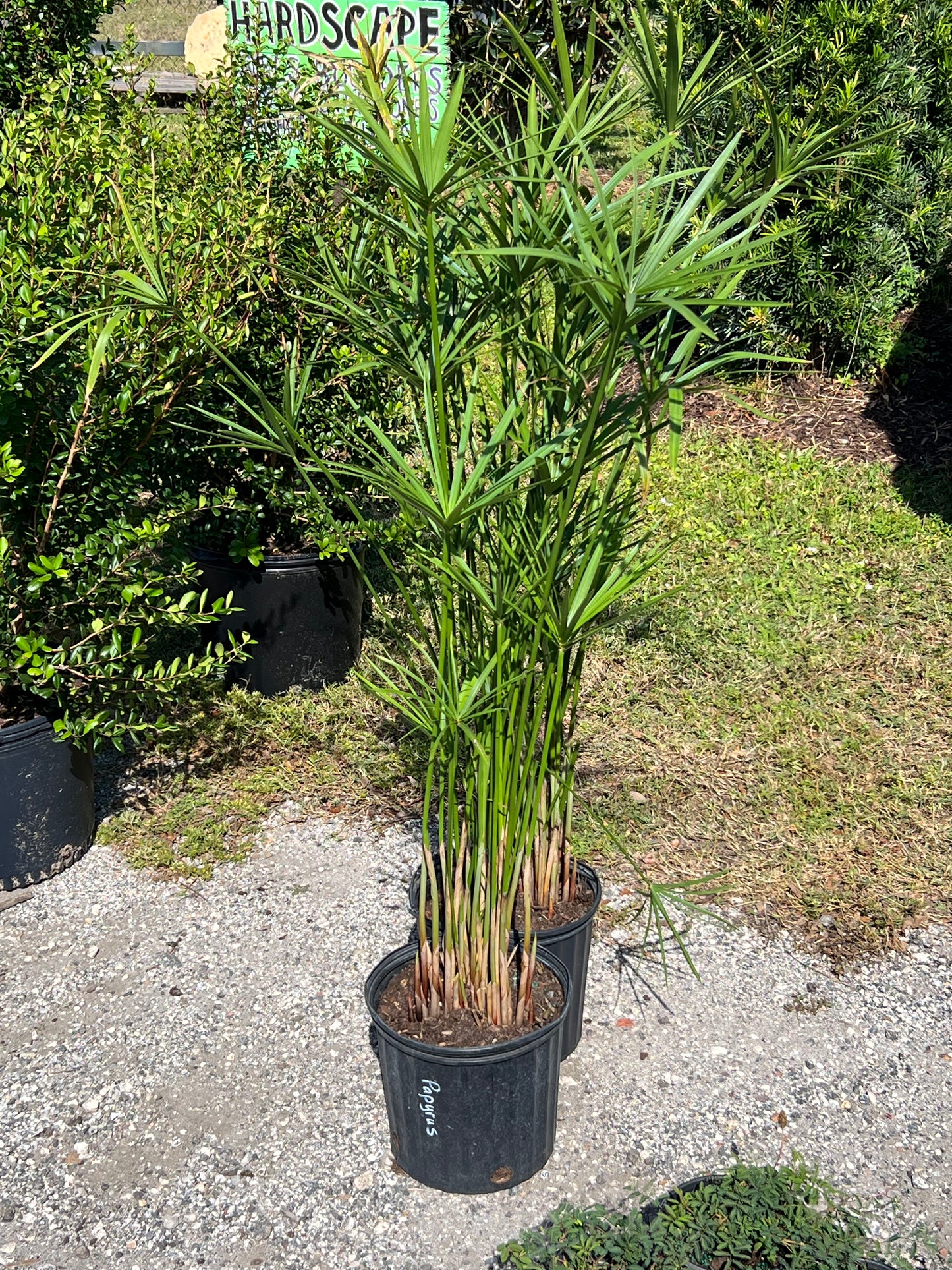 Cyperus Papyrus 3 Gal