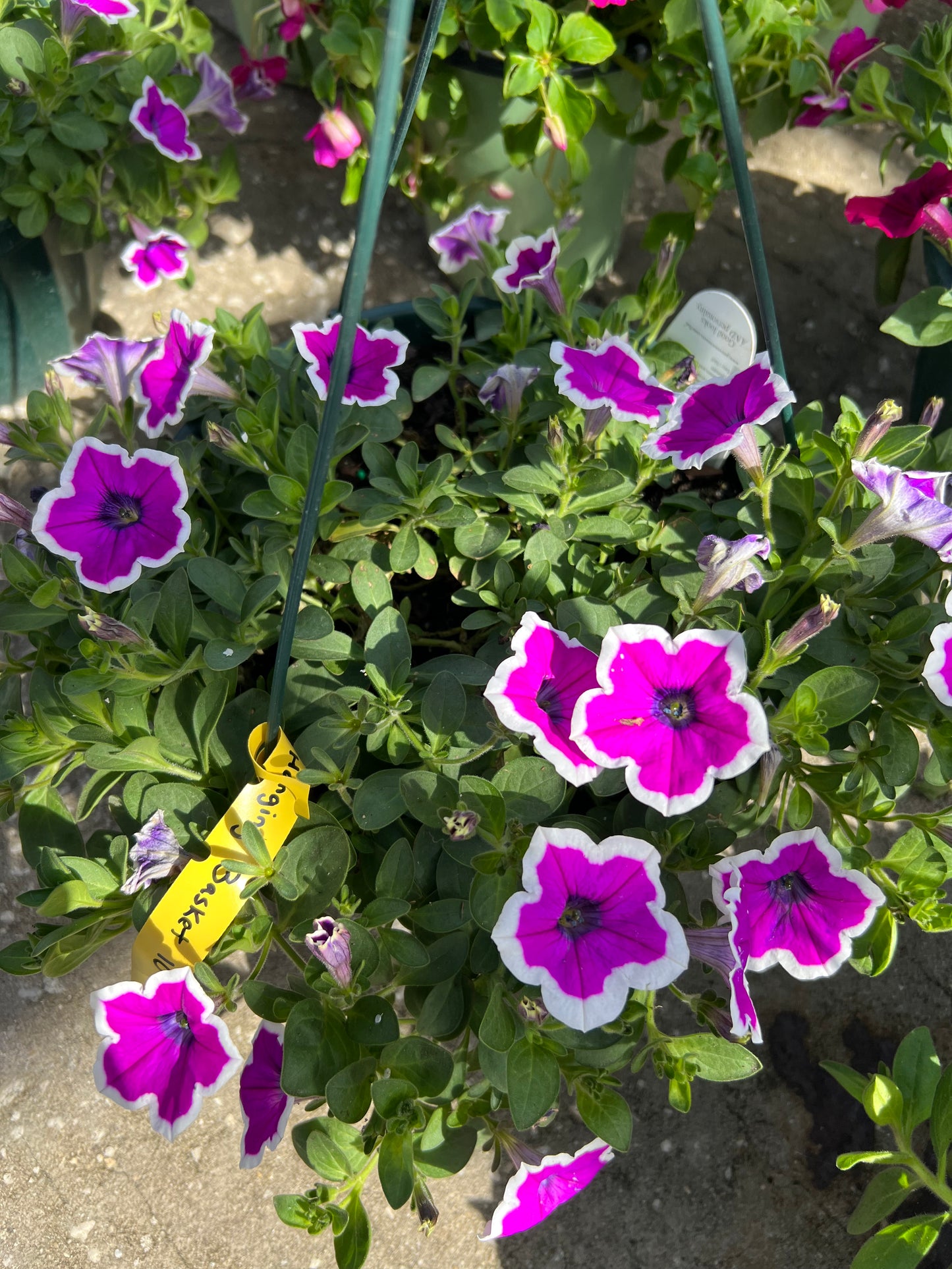 HB Petunia 12"
