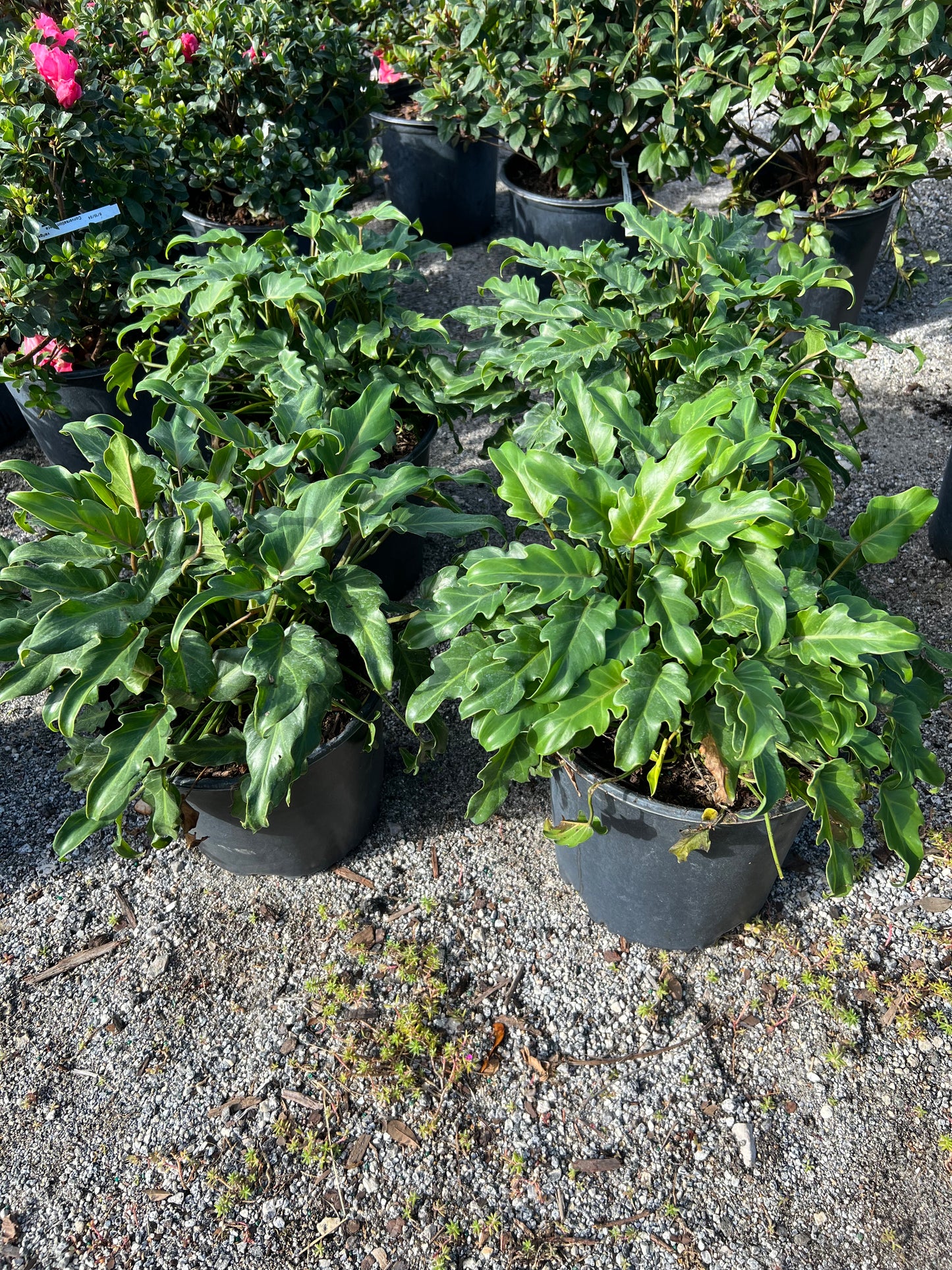 Philodendron Shrubs