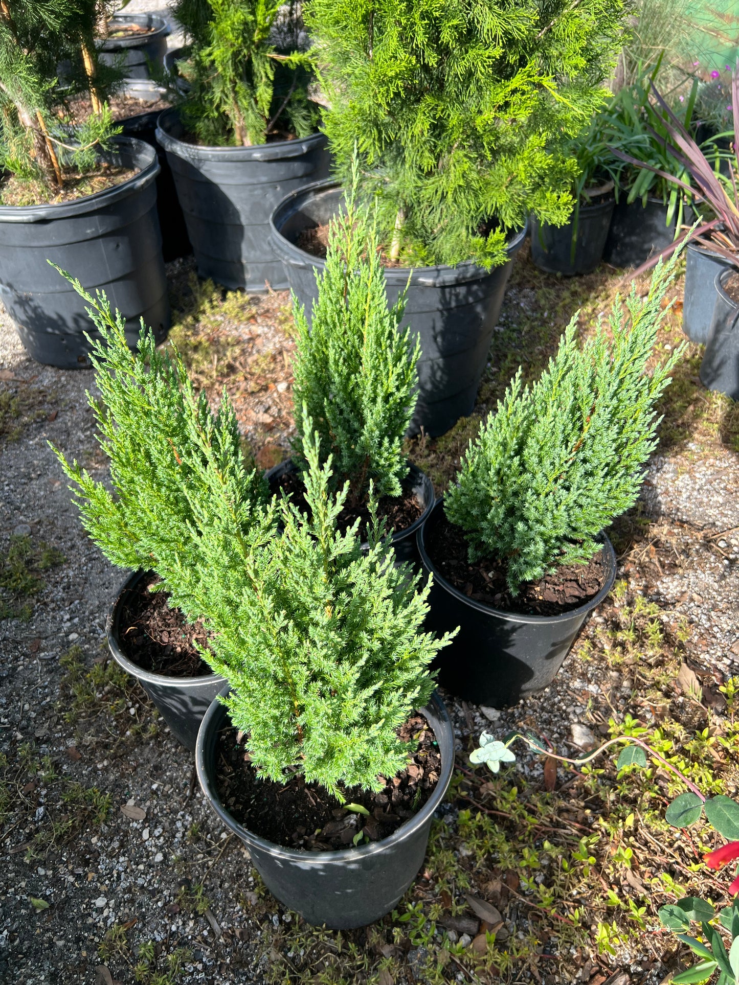 Juniper Blue Point