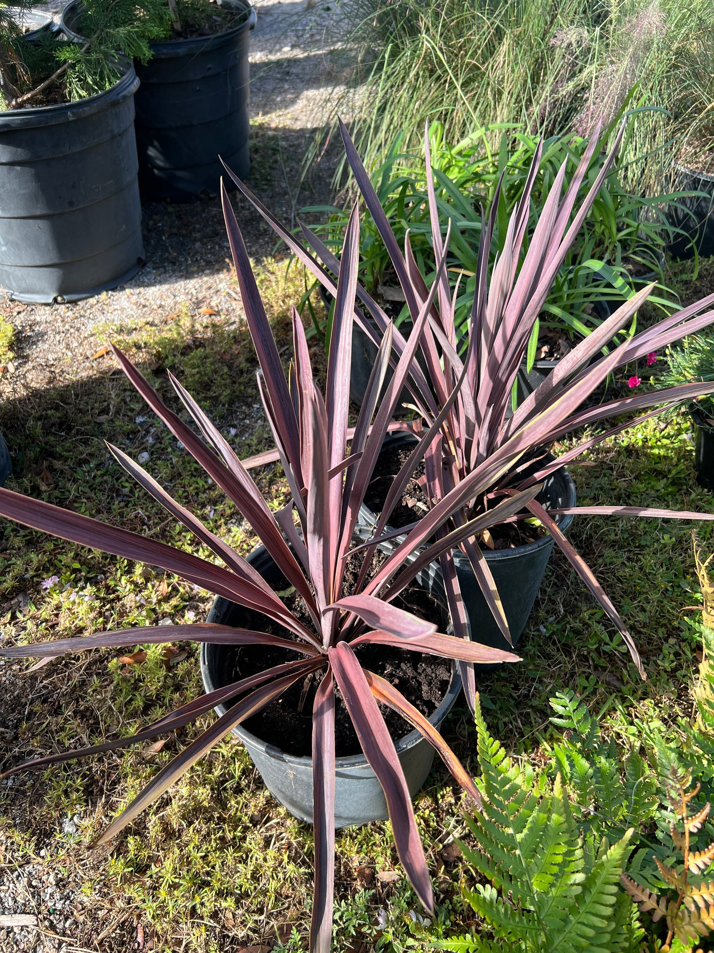 Cordyline Shrubs