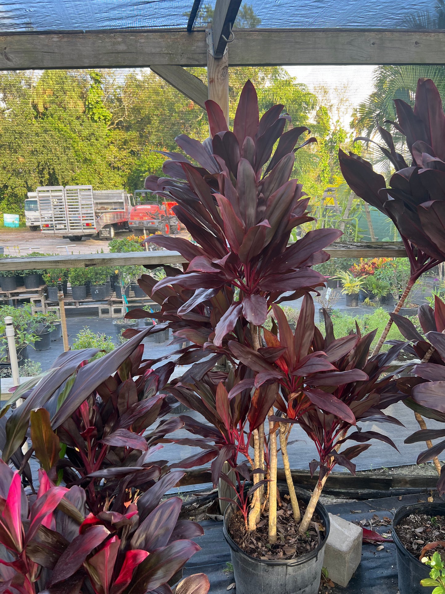 Cordyline Shrubs