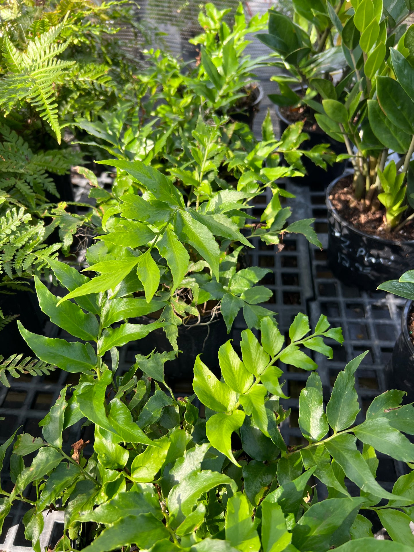 Fern Plants