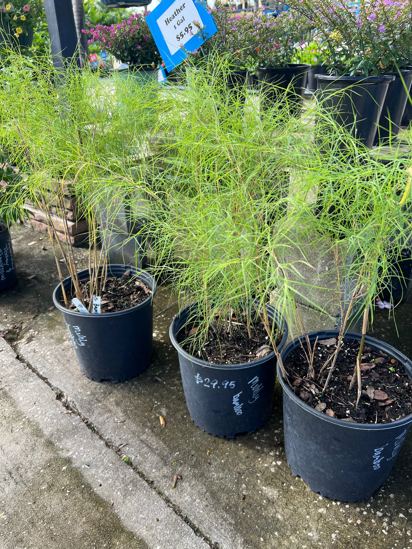 Muhly Bamboo