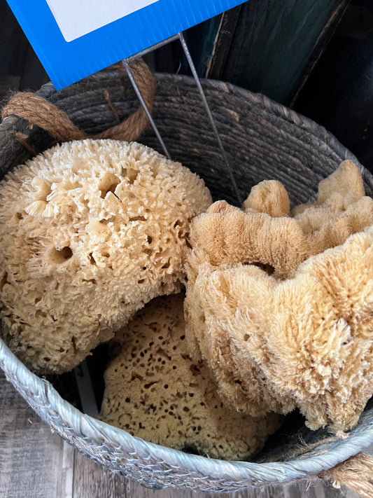 Sponge Basket L-Lg