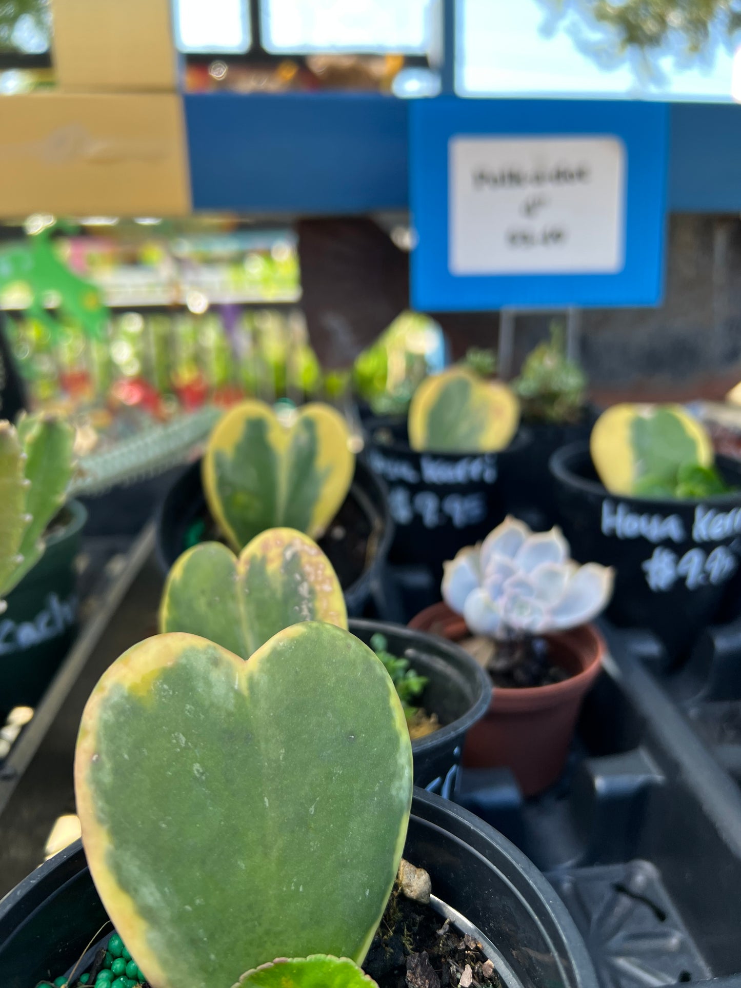 Hoya Kerrii Heart Variegated 4"