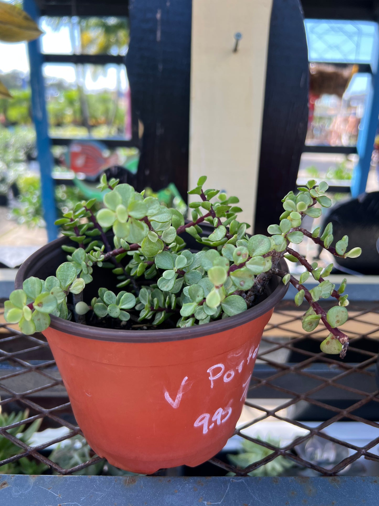 Portulacaria 1G