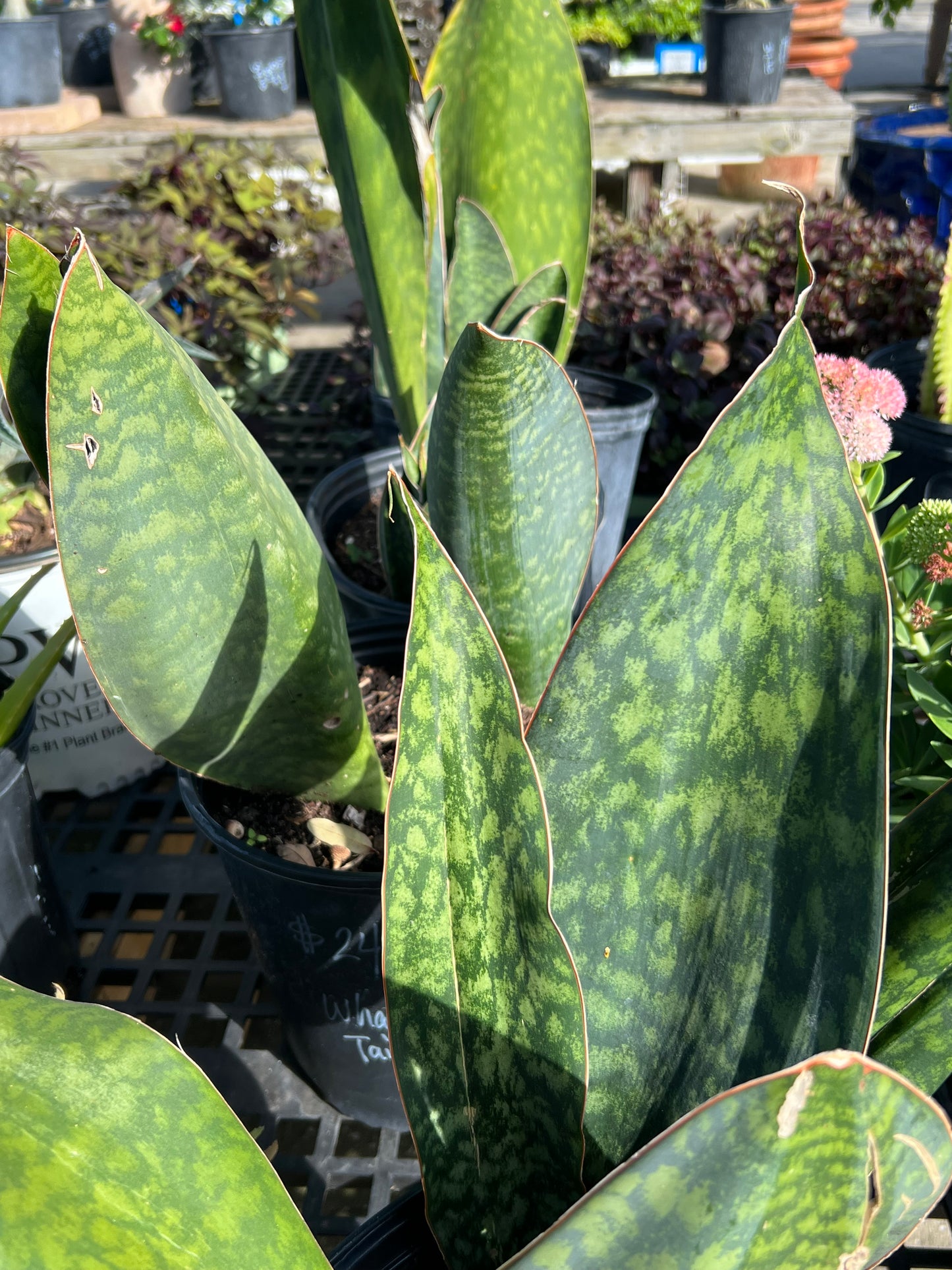 Sansevieria Whale Tale-3G-3 gal