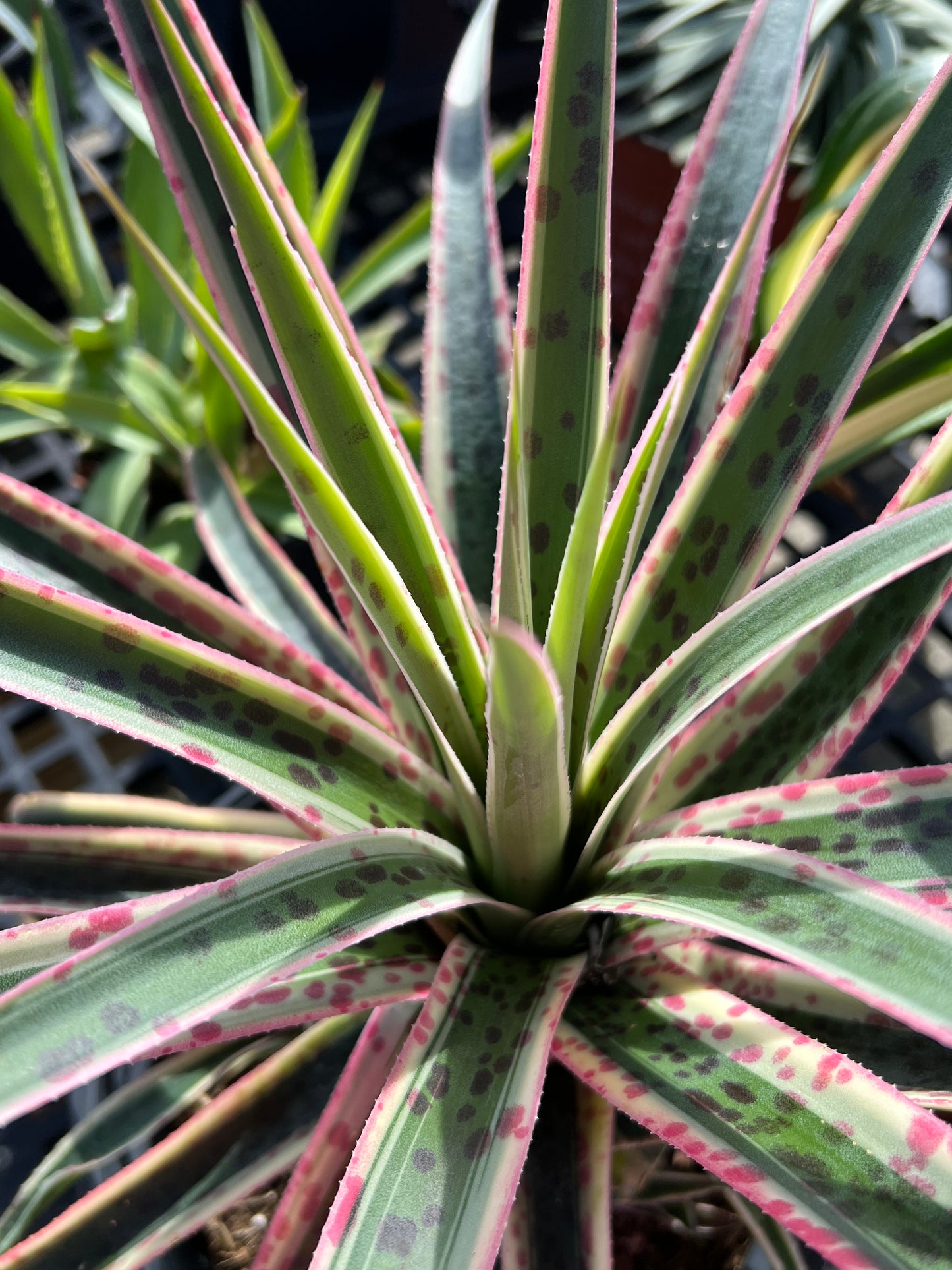 Agave Mangave Snow Leopard-3G