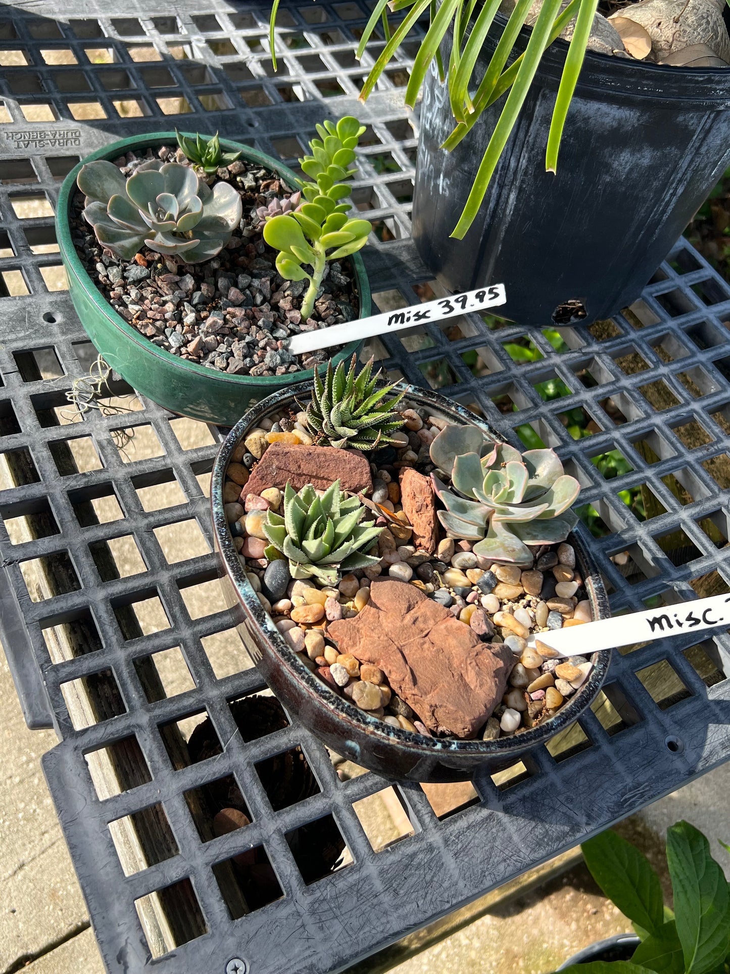 CH112 Succulent Bowls-M