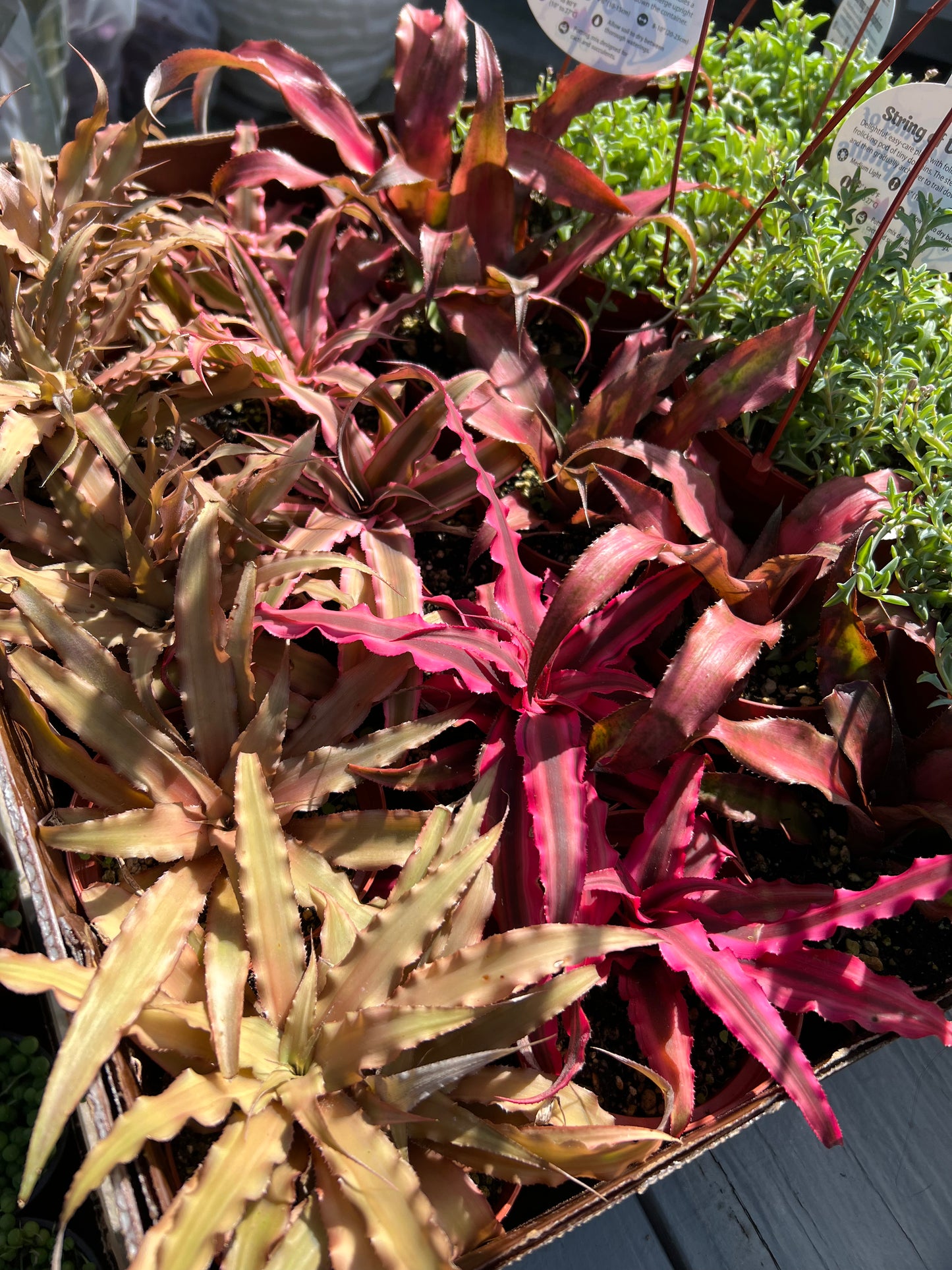 Brom Cryptanthus-4"