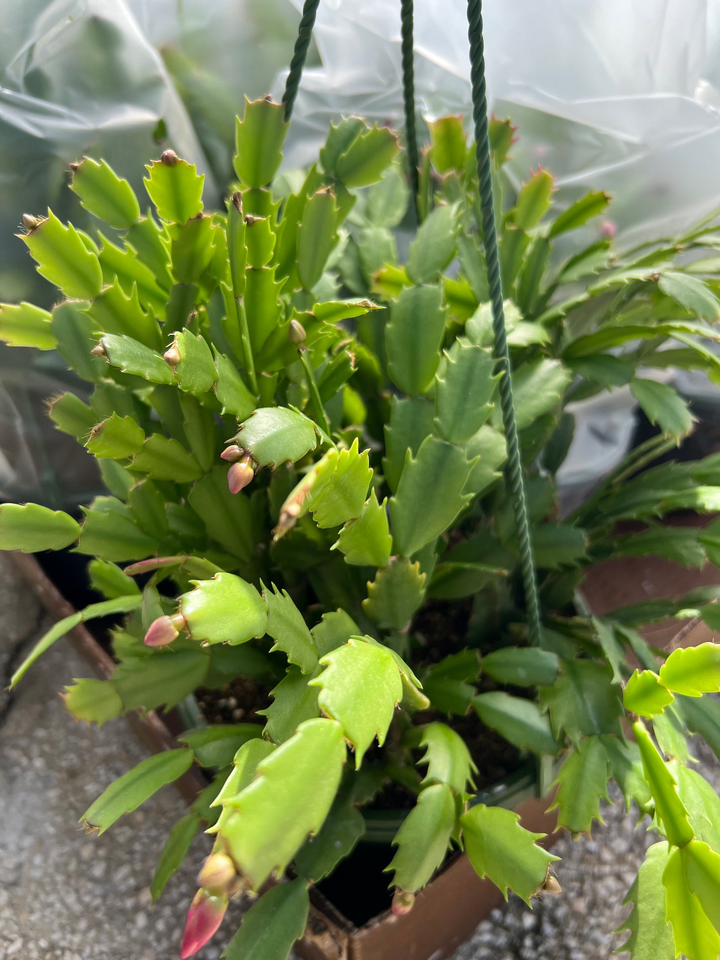 Christmas Cactus