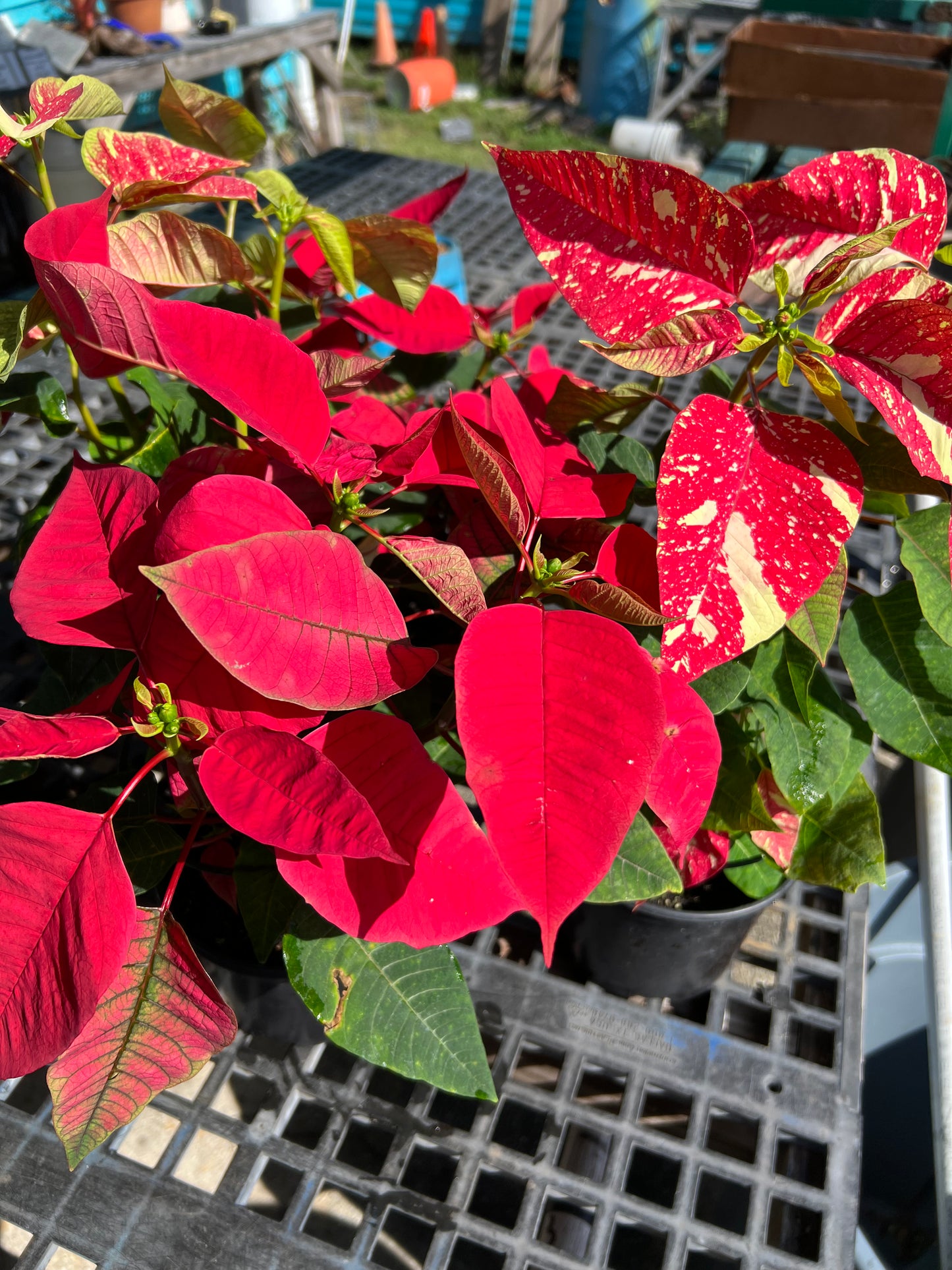 Poinsettia