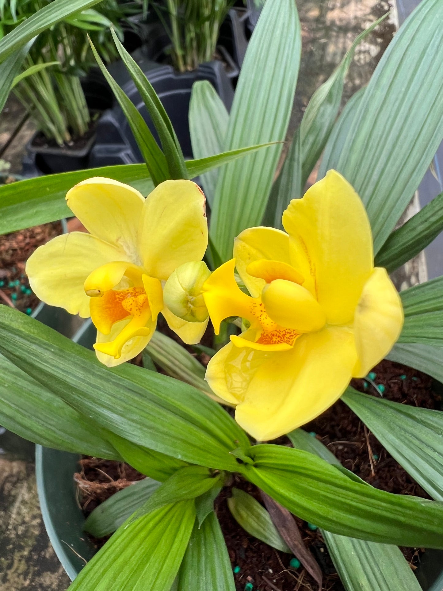 Ground Orchid Spathoglottis-1G-1 gal
