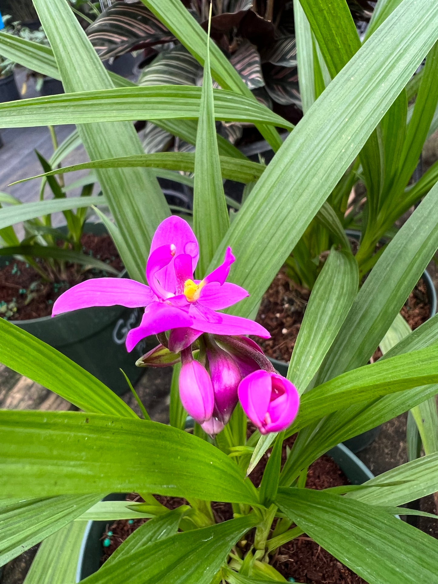 Ground Orchid Spathoglottis