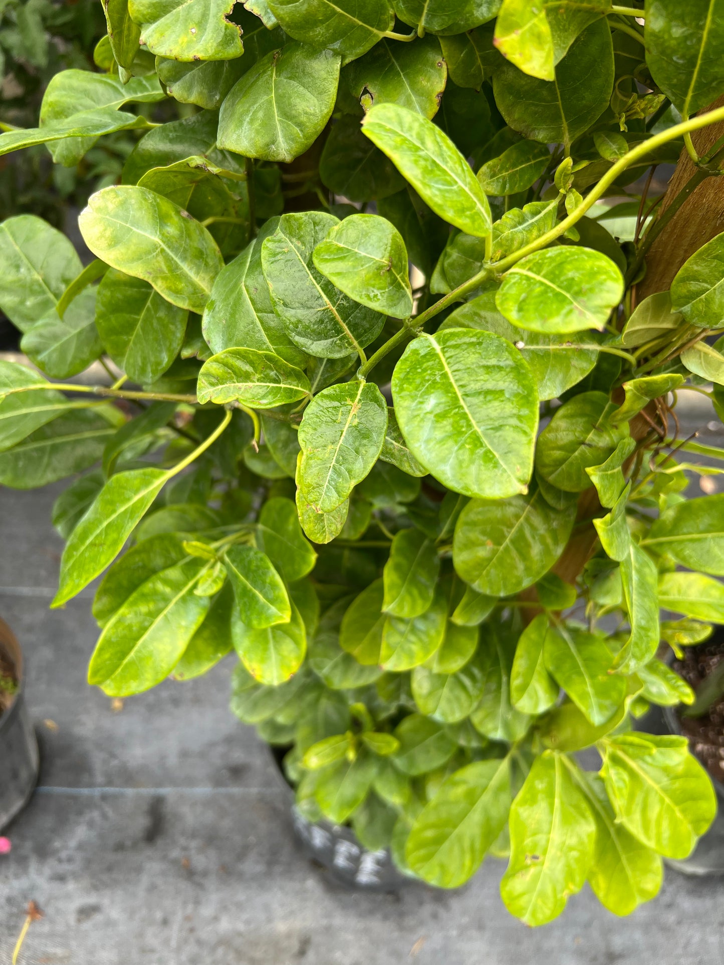 Mandevilla Trellis