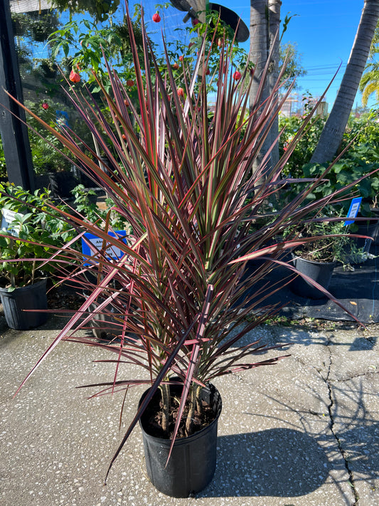 Dracaena Marg Colorama