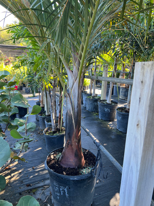 Spindle Palm