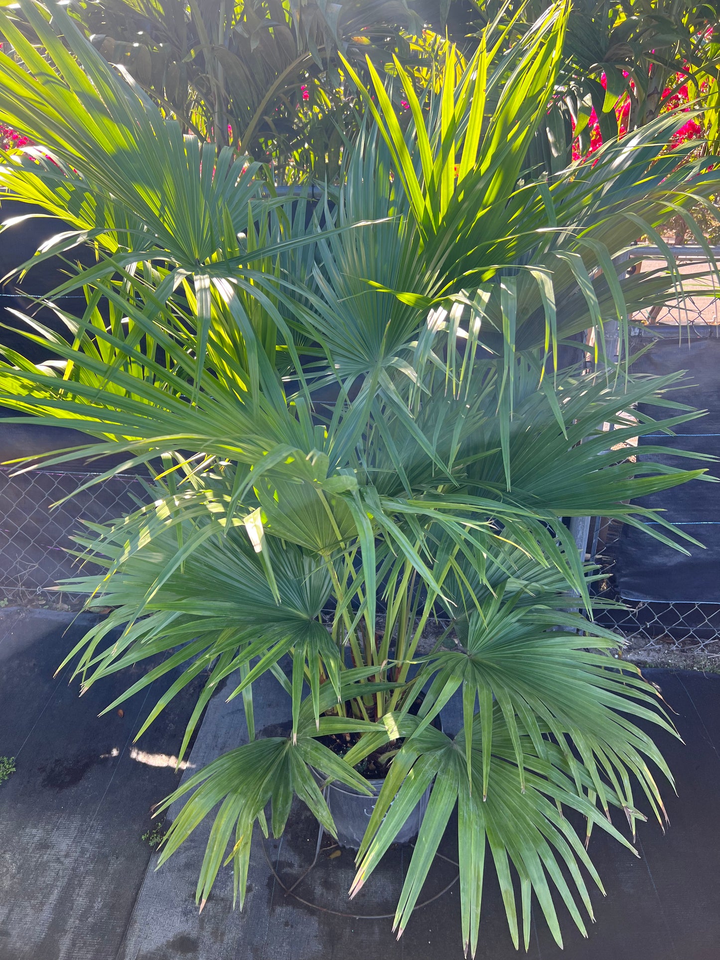 Chinese Fan Palm