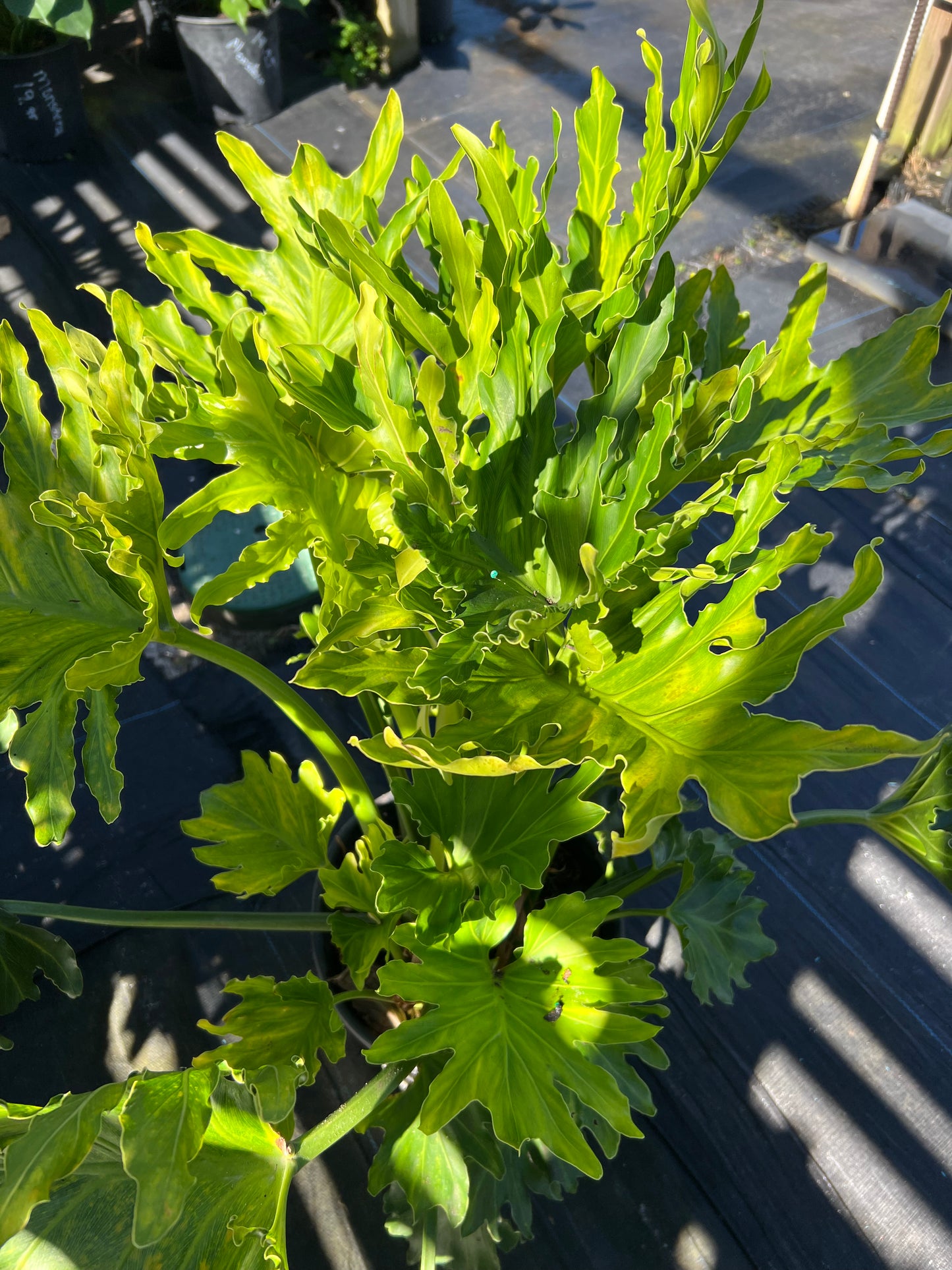 Philodendron Shrubs