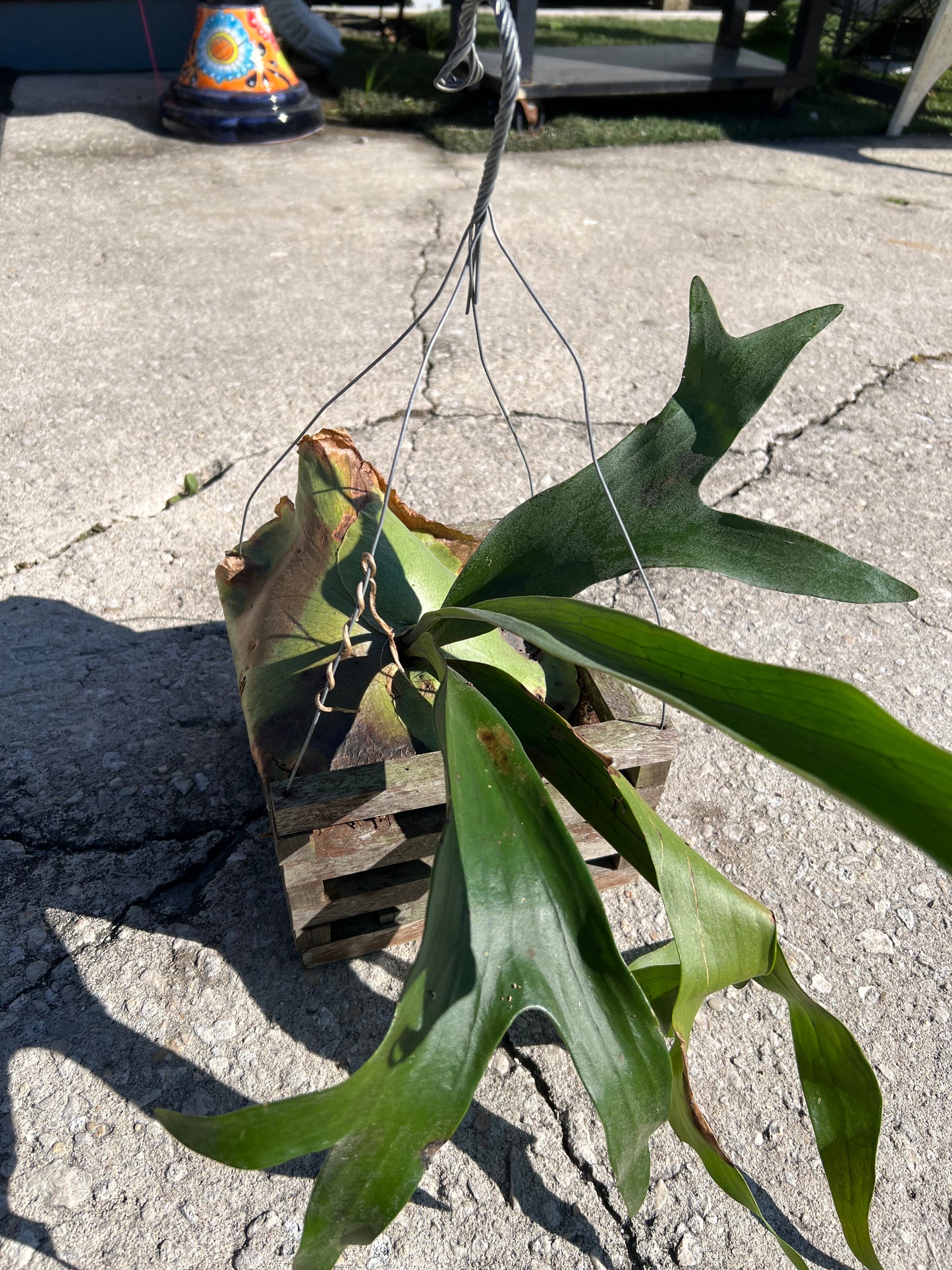 Staghorn Hanging Basket