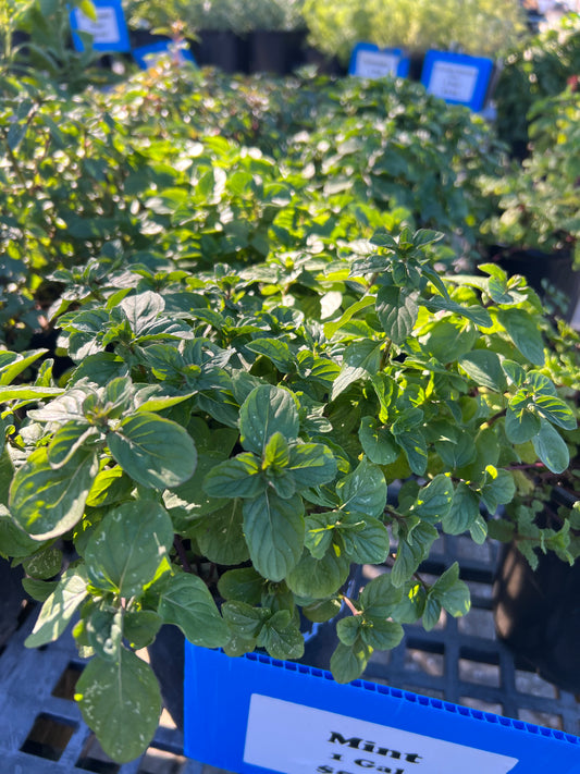 Herb Mint