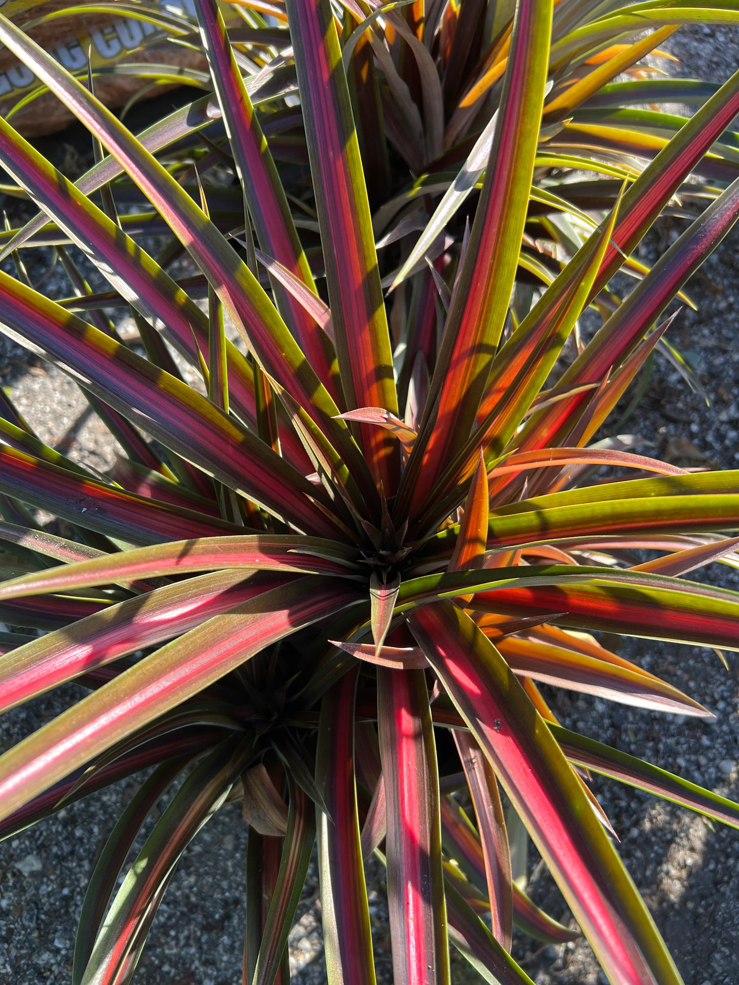 Pineapple Lava Burst Ornamental