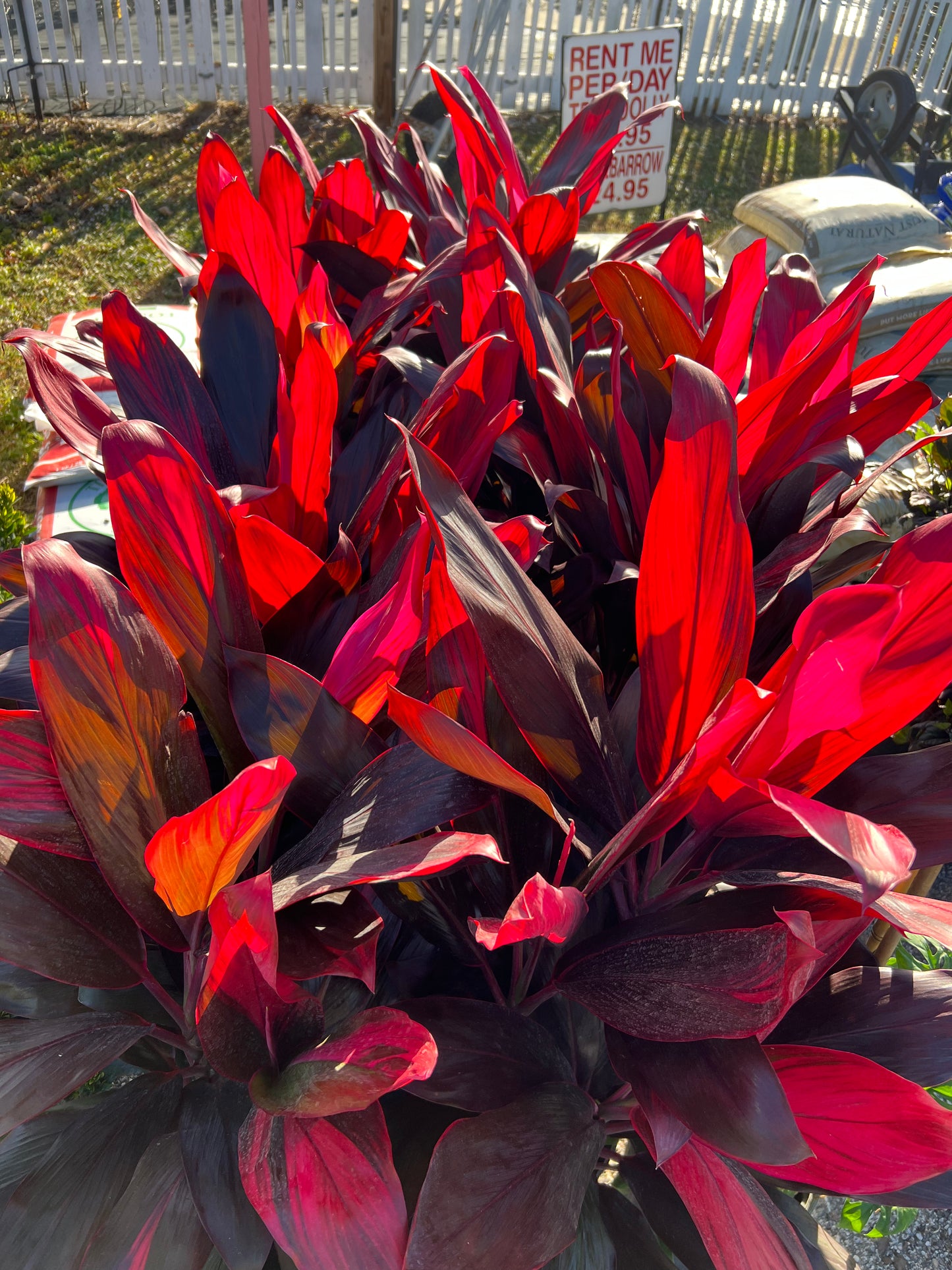 Cordyline Shrubs