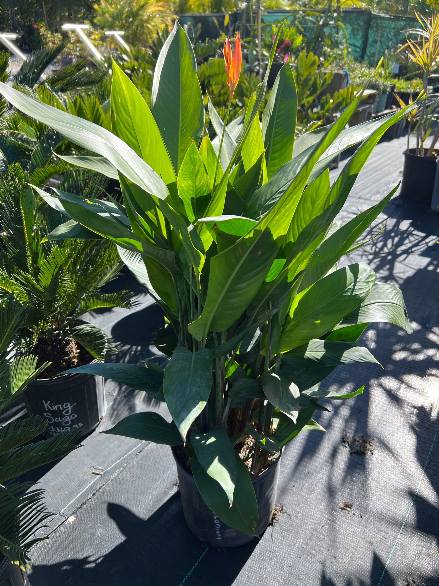 Heliconia (psittacorum)