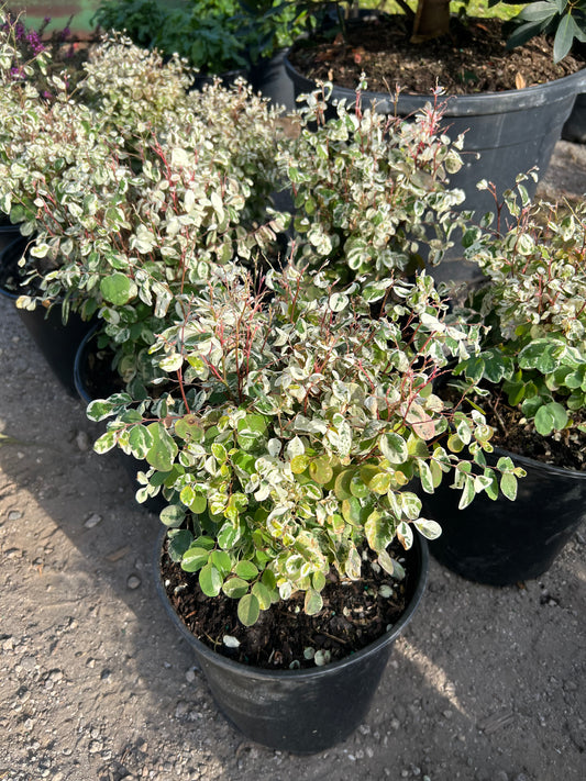Snowbush Keywest Dwf-3G-3 gal