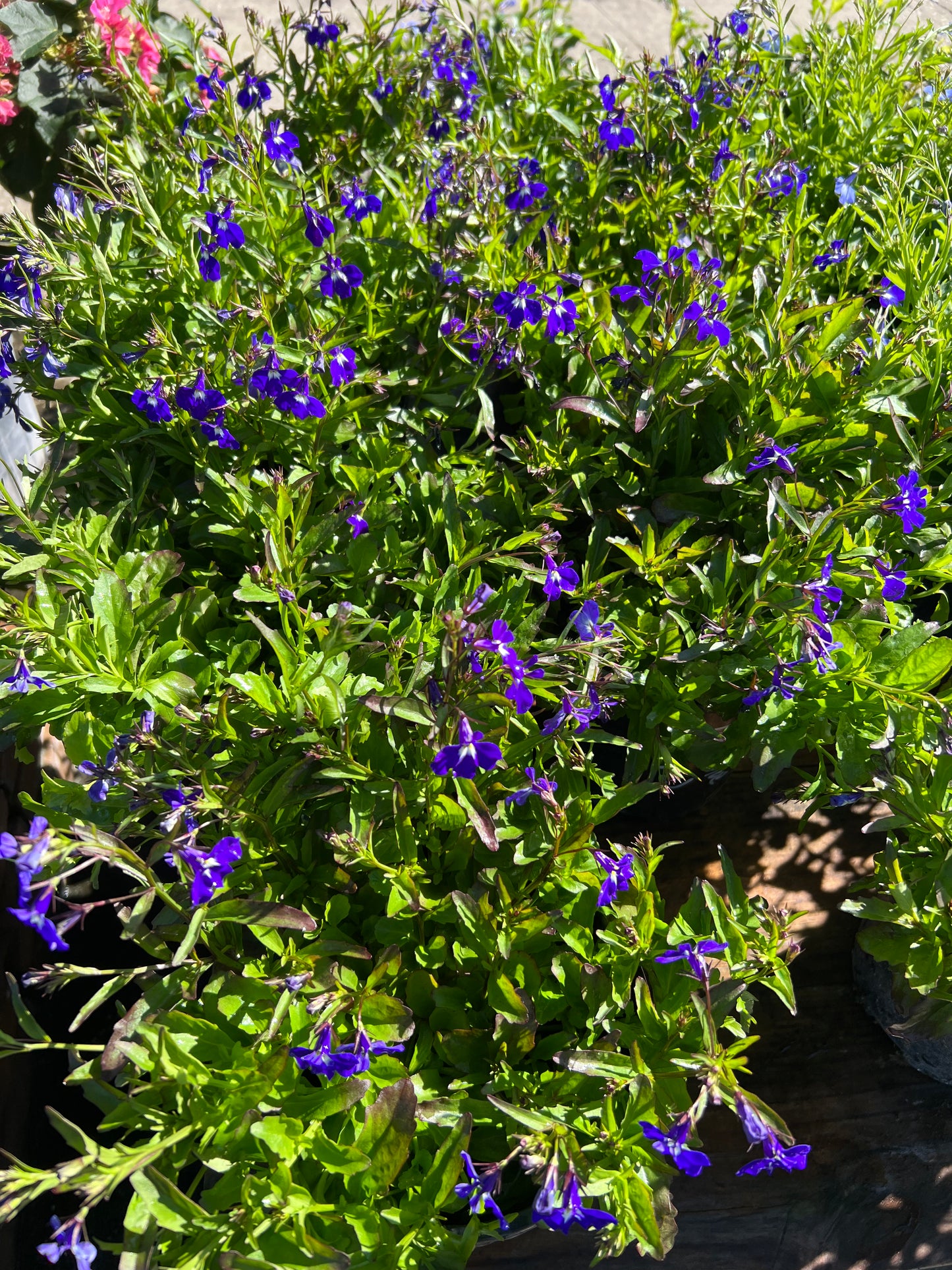Lobelia-1G-1 gal
