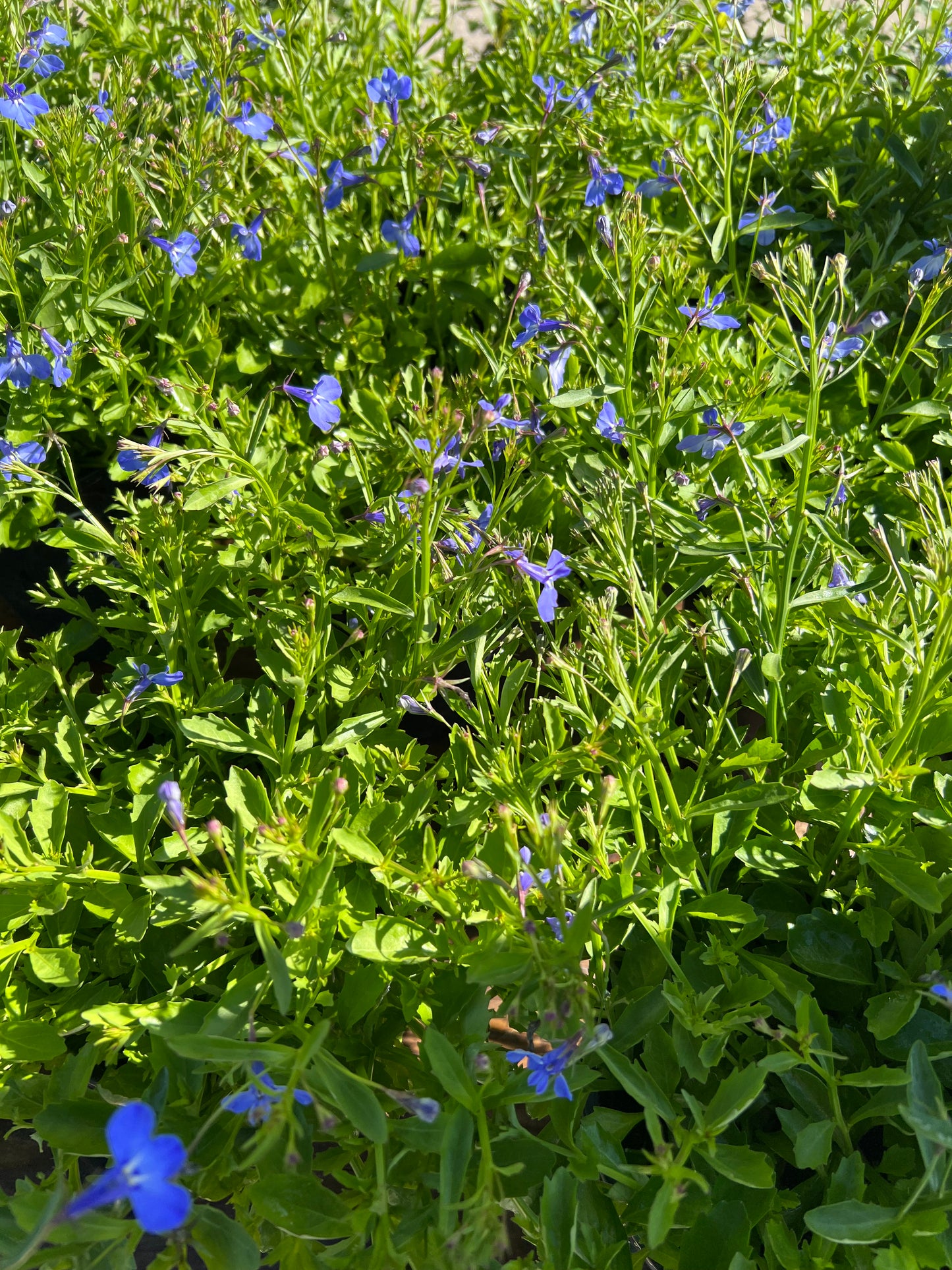Lobelia-1G-1 gal