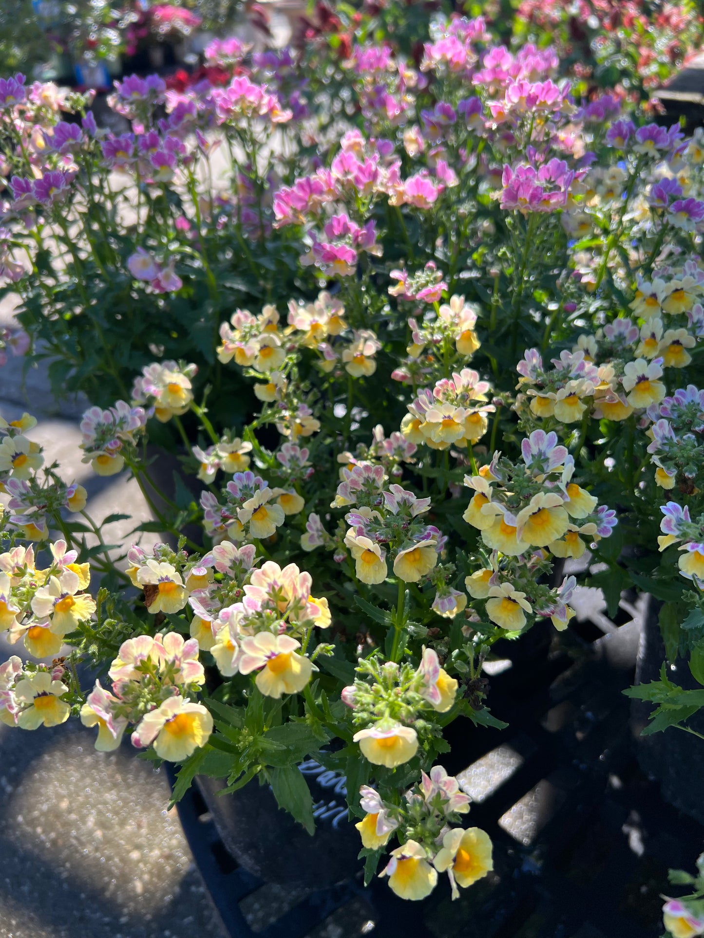 Nemesia-1G-1 gal