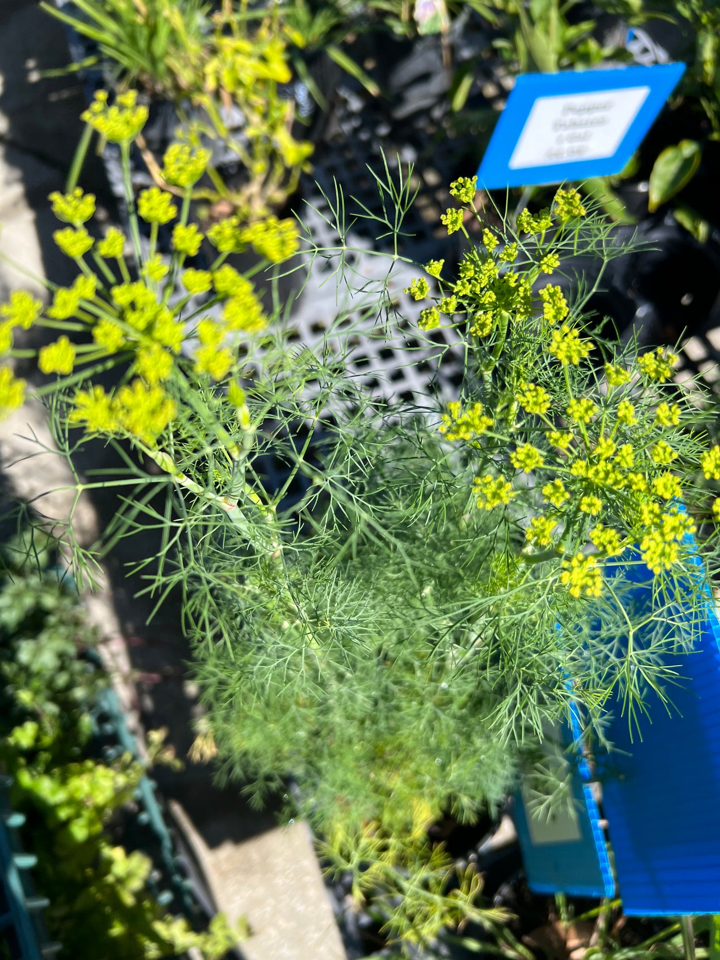 Herb Dill-1G-1 gal