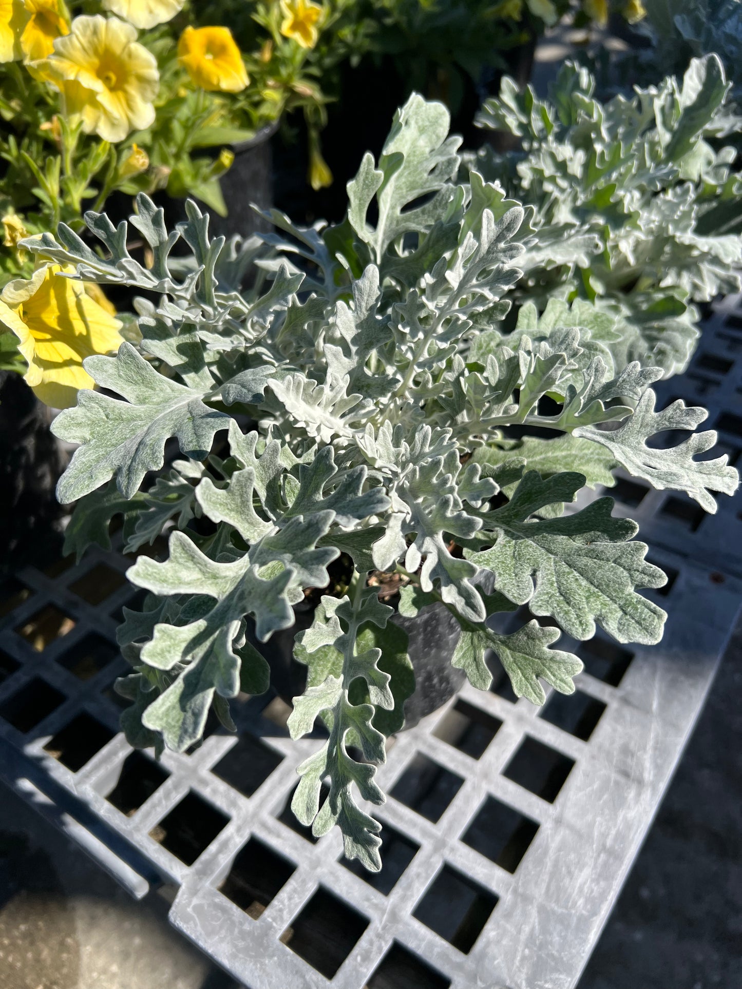 Dusty Miller