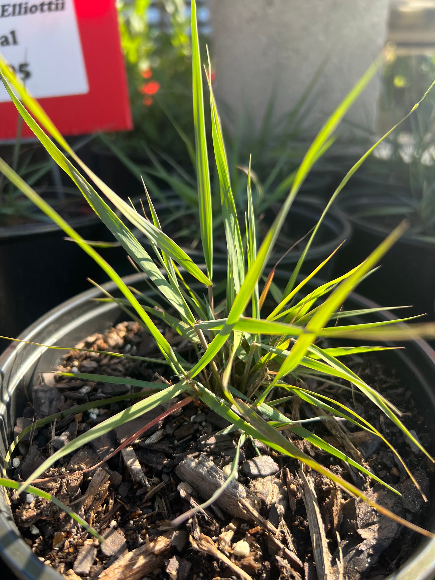 Elliot's Lovegrass (Eragrostis Elliottii) N